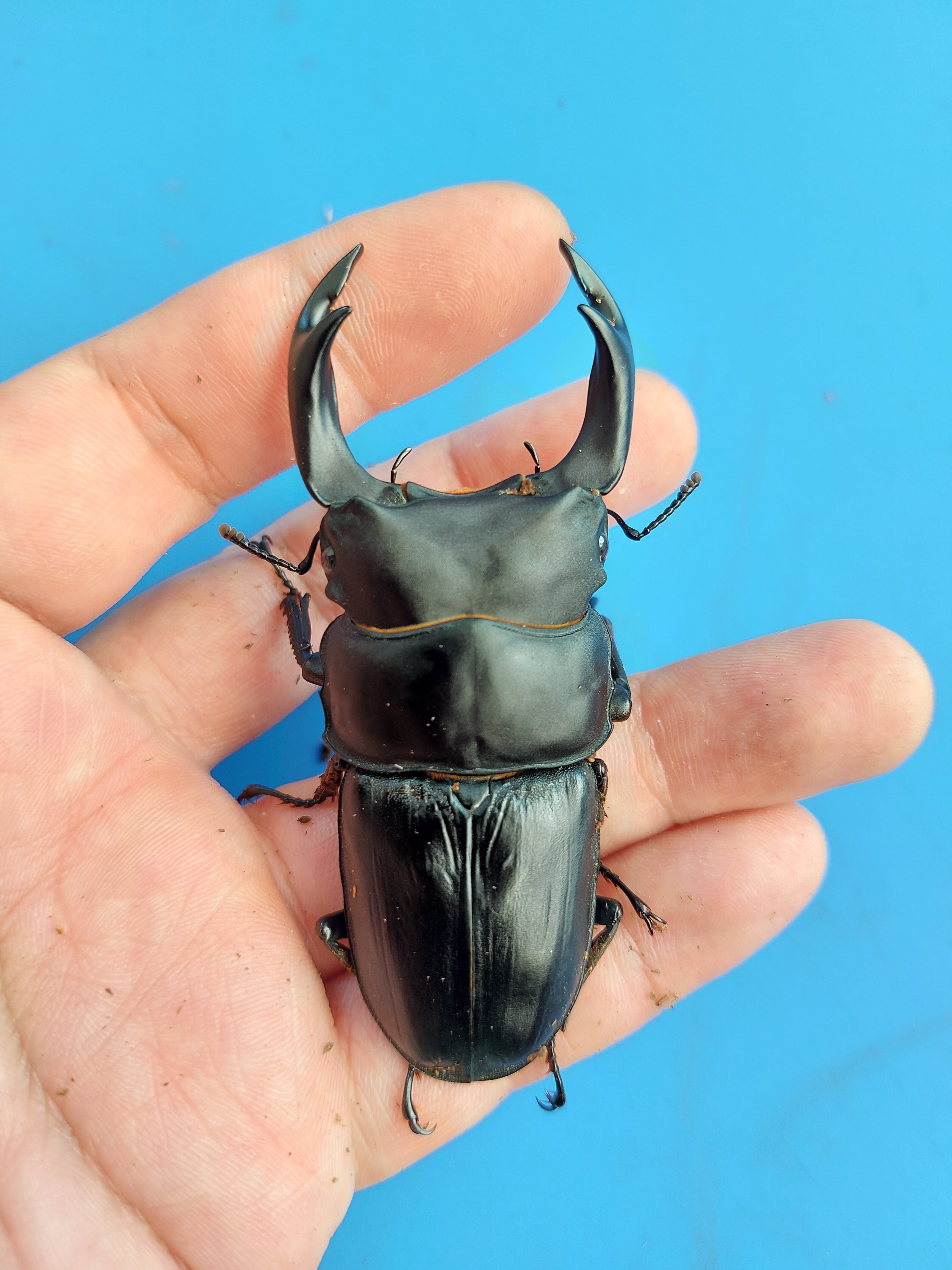 【別売り可能】1ペア オオムラサキ（四川省/中国） まめ】新成虫 久留米産 オオクワガタ 美形ペア | クワガタshop