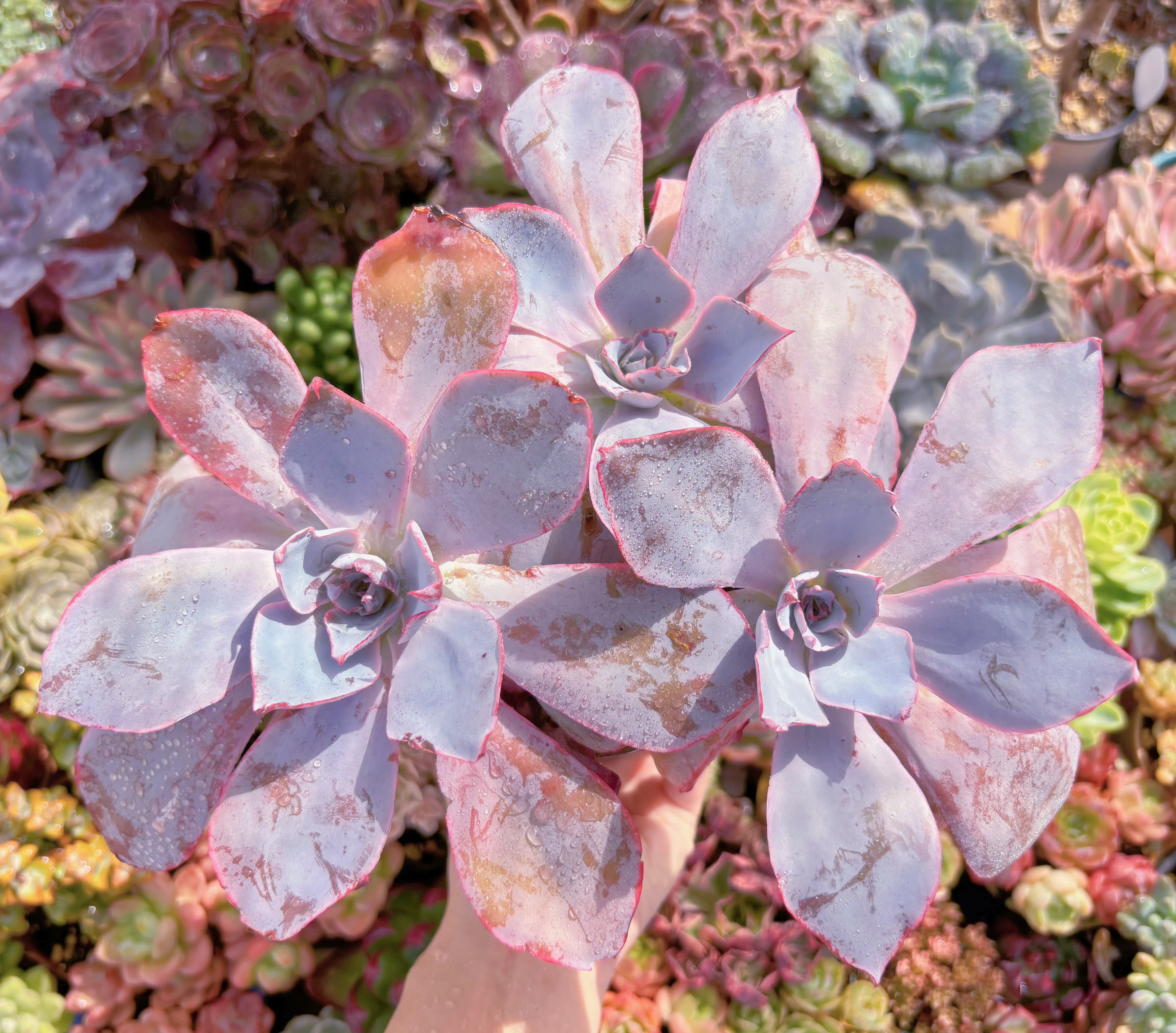 現品　アフターグロー#340　特大群生　るる農園