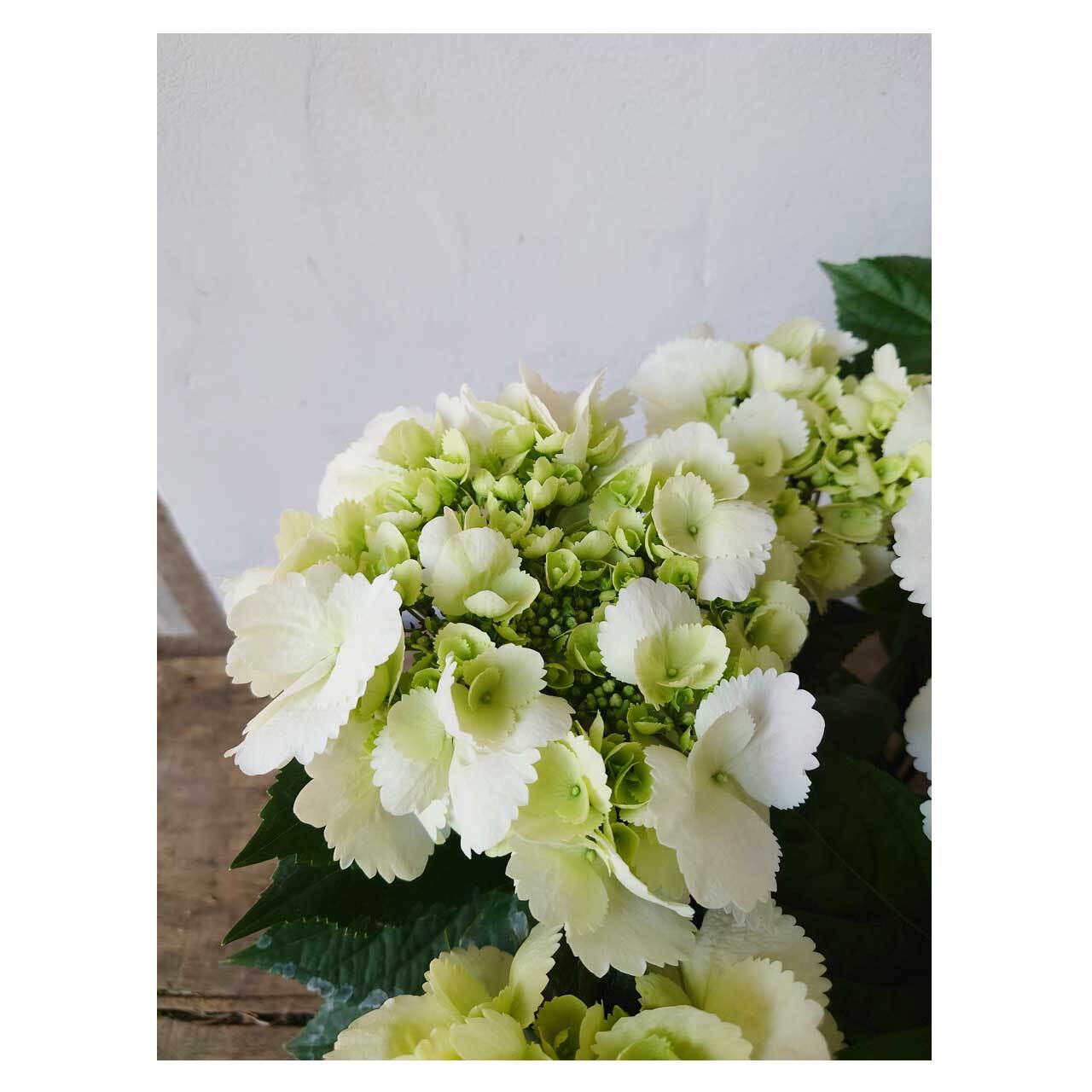 Hydrangea 'HaruHaru' | Seeding