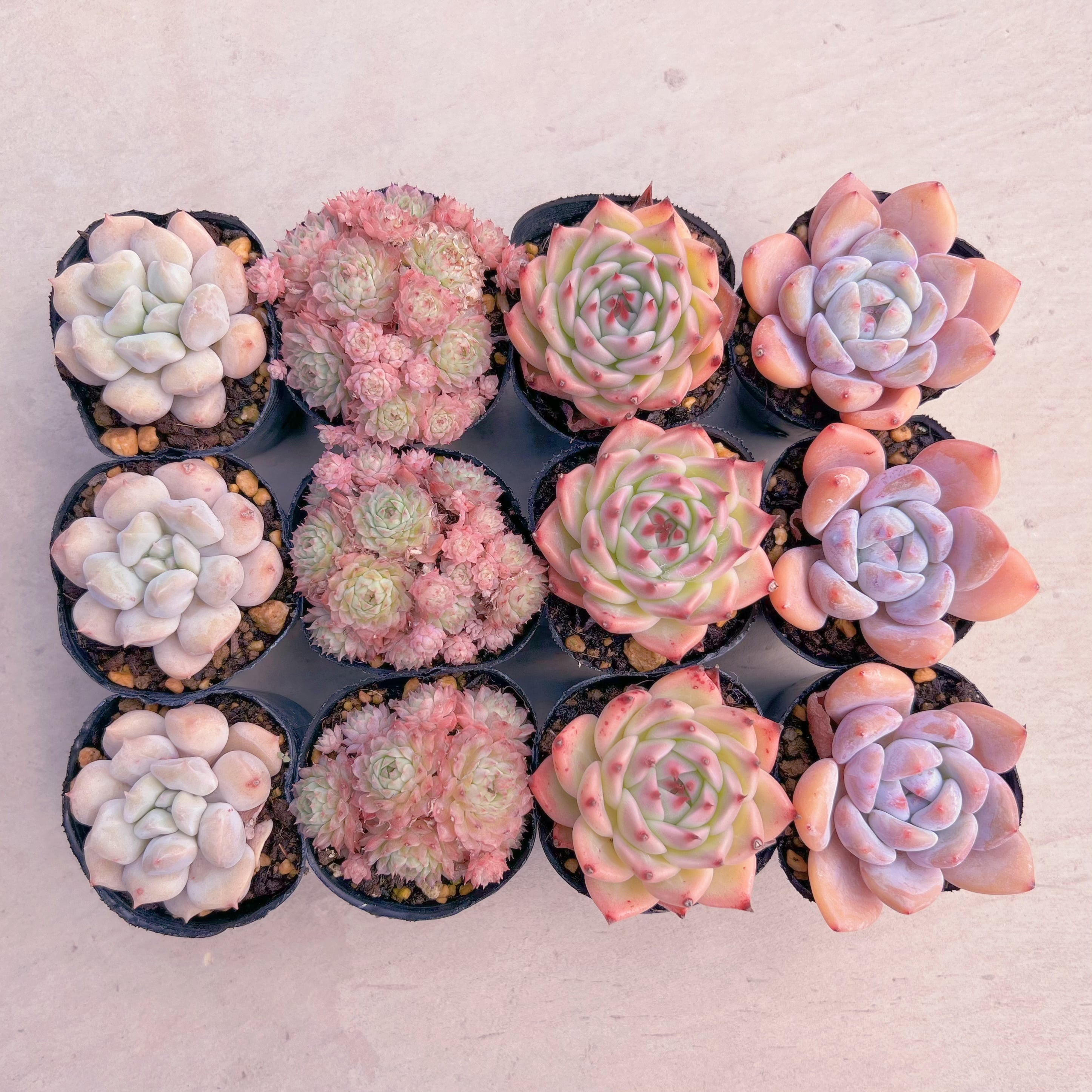 BASE販売会セットJ