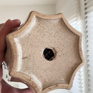 ペペロミア・プテオラータ