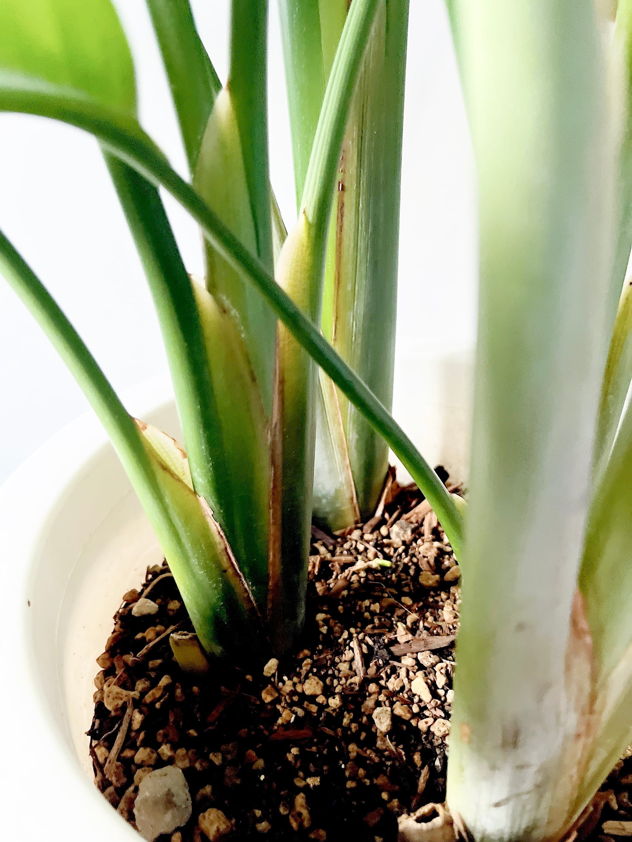 ストレリチア オーガスタ 4株植え 観葉植物 大型 calmcafe ストレリチア オーガスタ 4株植え 観葉植物 大型 calmcafe