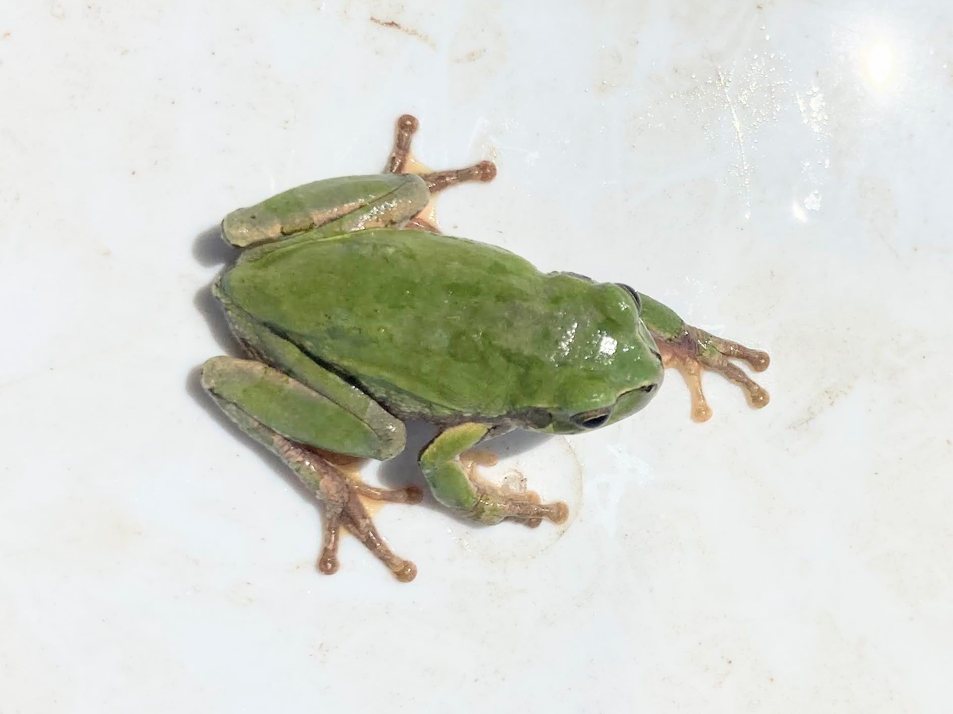 アマガエル様、確認用 c885967868f0028a09e3fd9ea1dca3