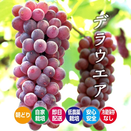 『朝どり・冷蔵保存無し・当日発送』デラウェアー約6房入1kg（種無し)