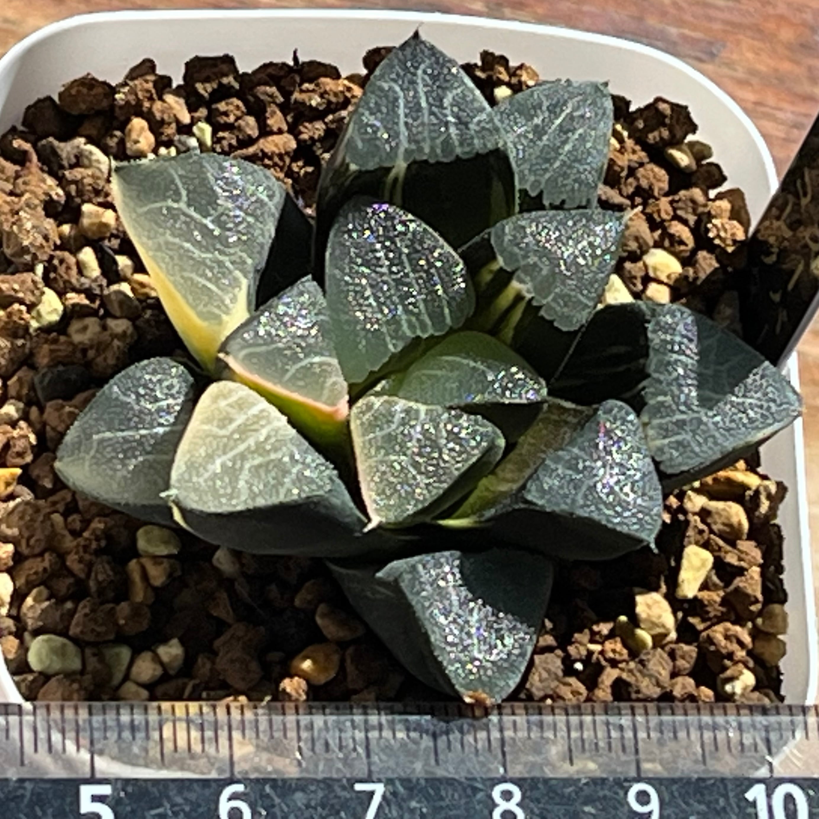 ハオルチア スーパーコレクタ錦 | mocono_plants