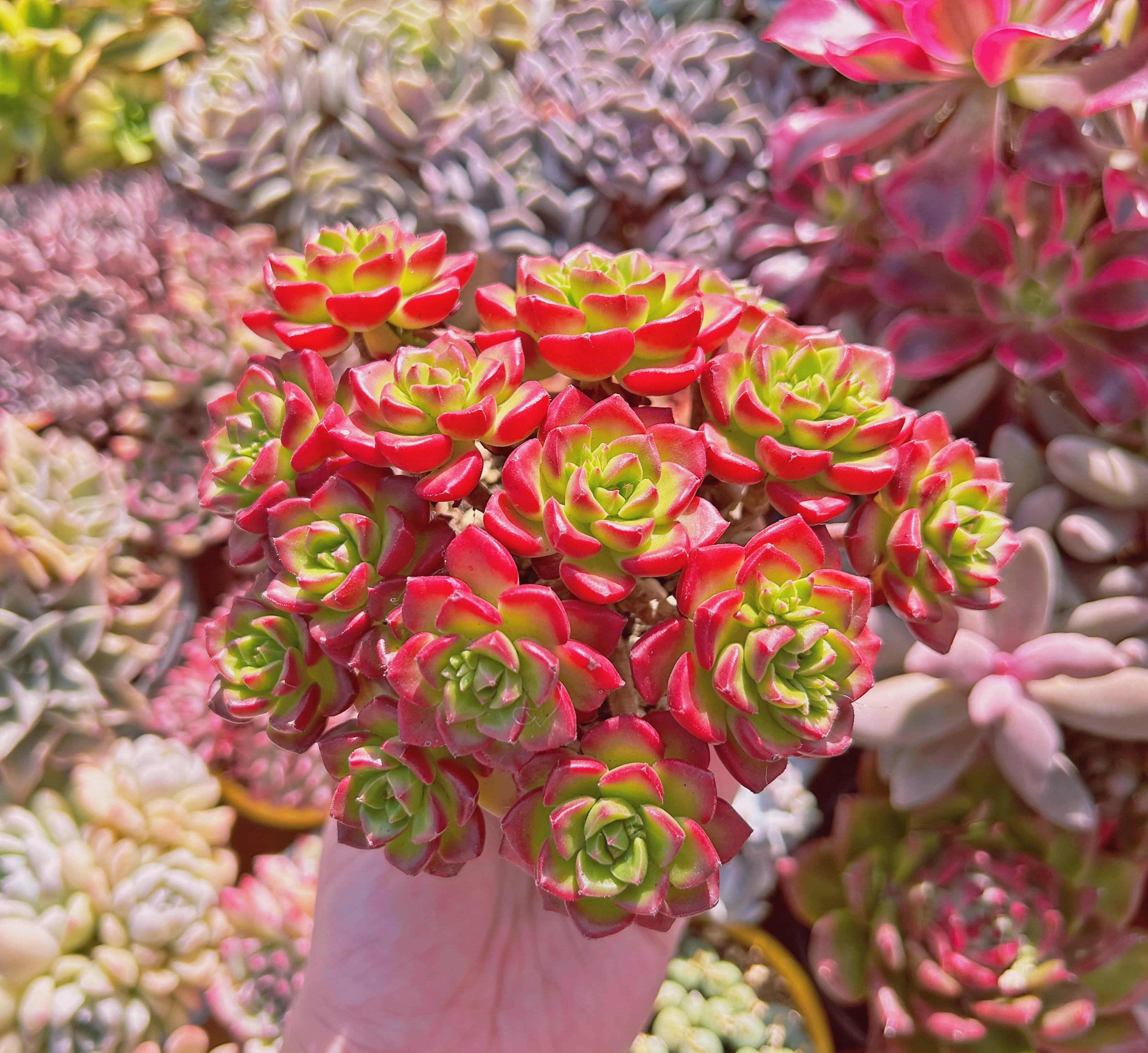 多肉植物 xSedeveria レティジア 7頭以上 特大 | るる農園~多肉植物専門