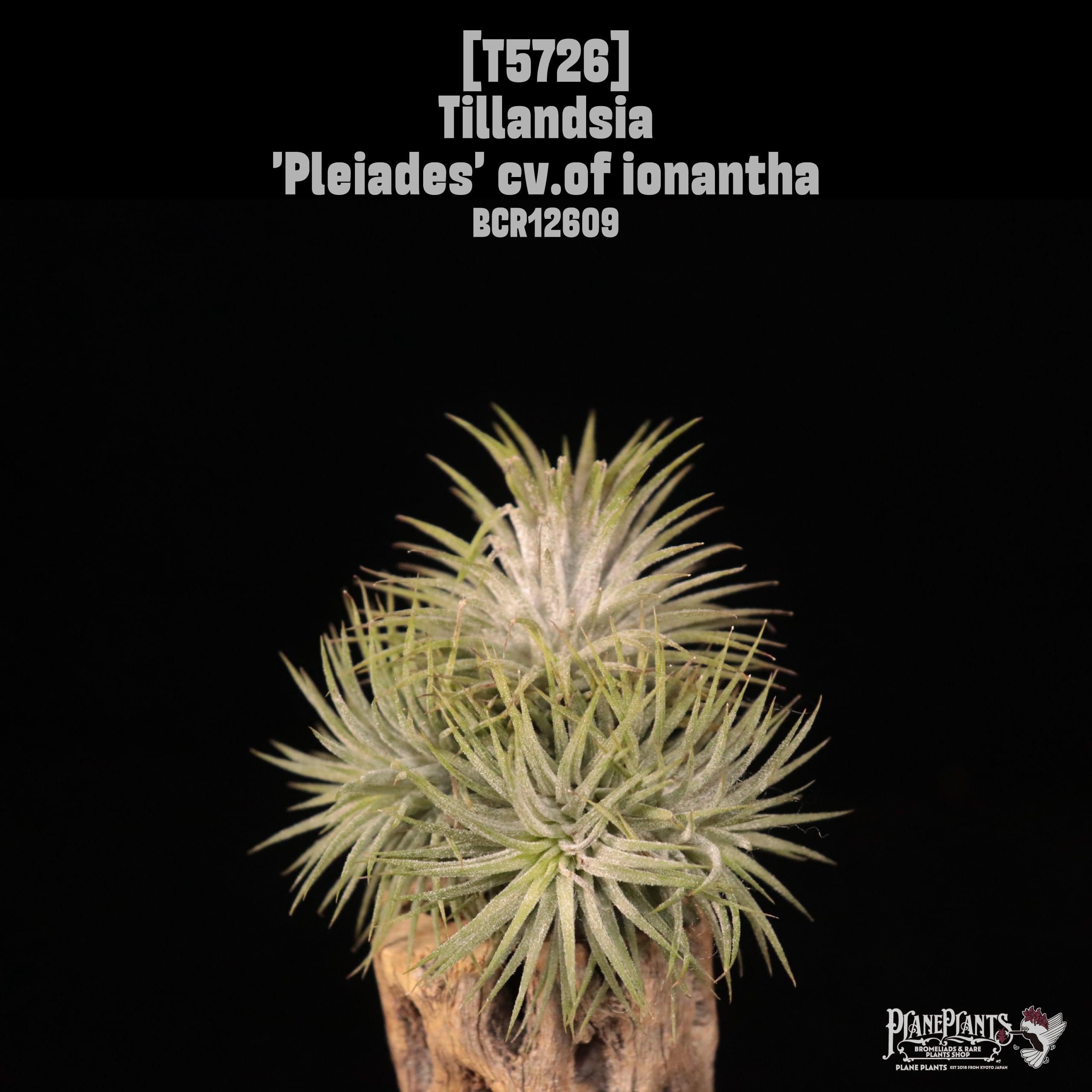 【送料無料】'Pleiades' cv.of ionantha Clump〔エアプランツ〕現品発送T5726