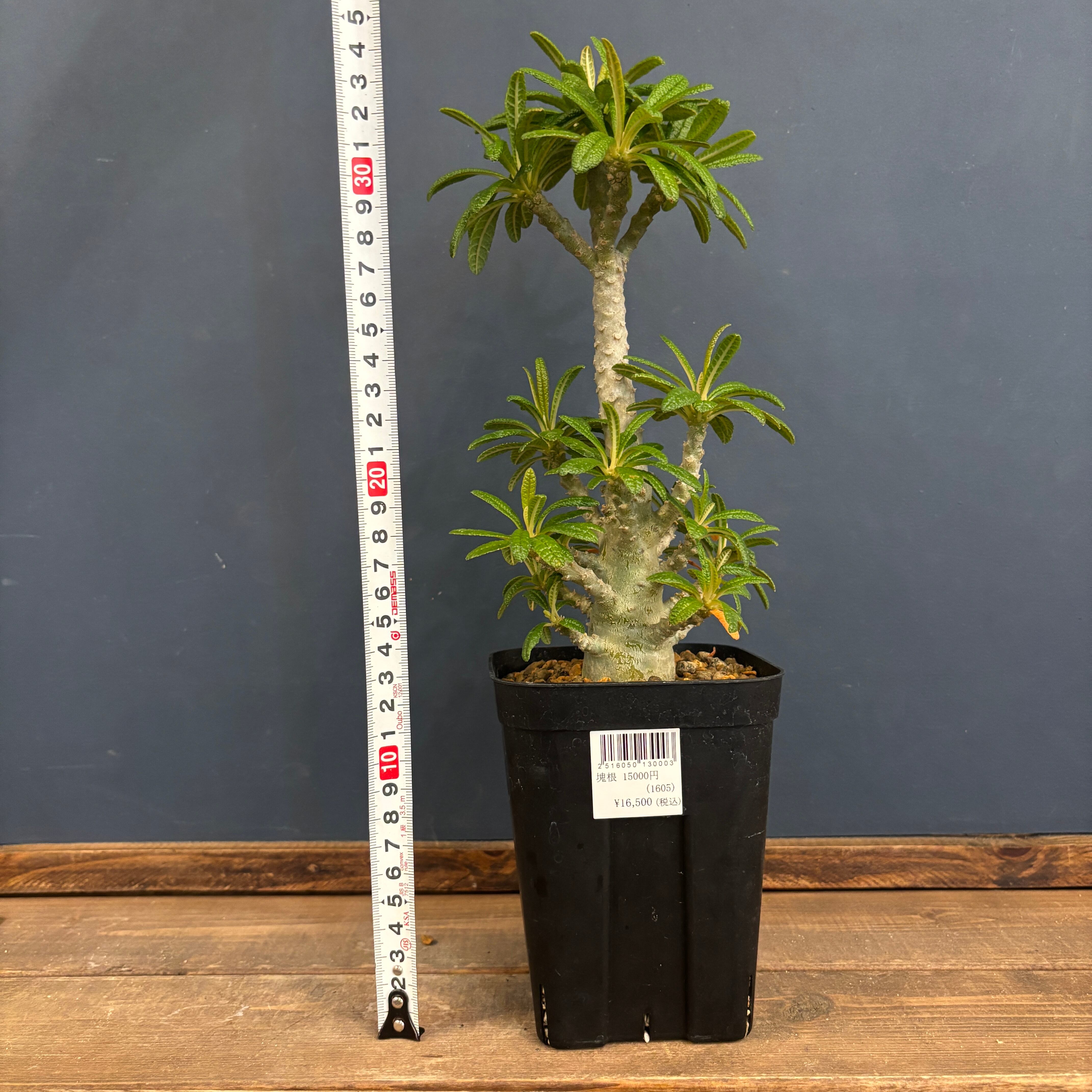 【レア/塊根植物】ドルステニア ギガス 鉢植え A-4 レア/塊根植物】ドルステニア ギガス 鉢植え A-4