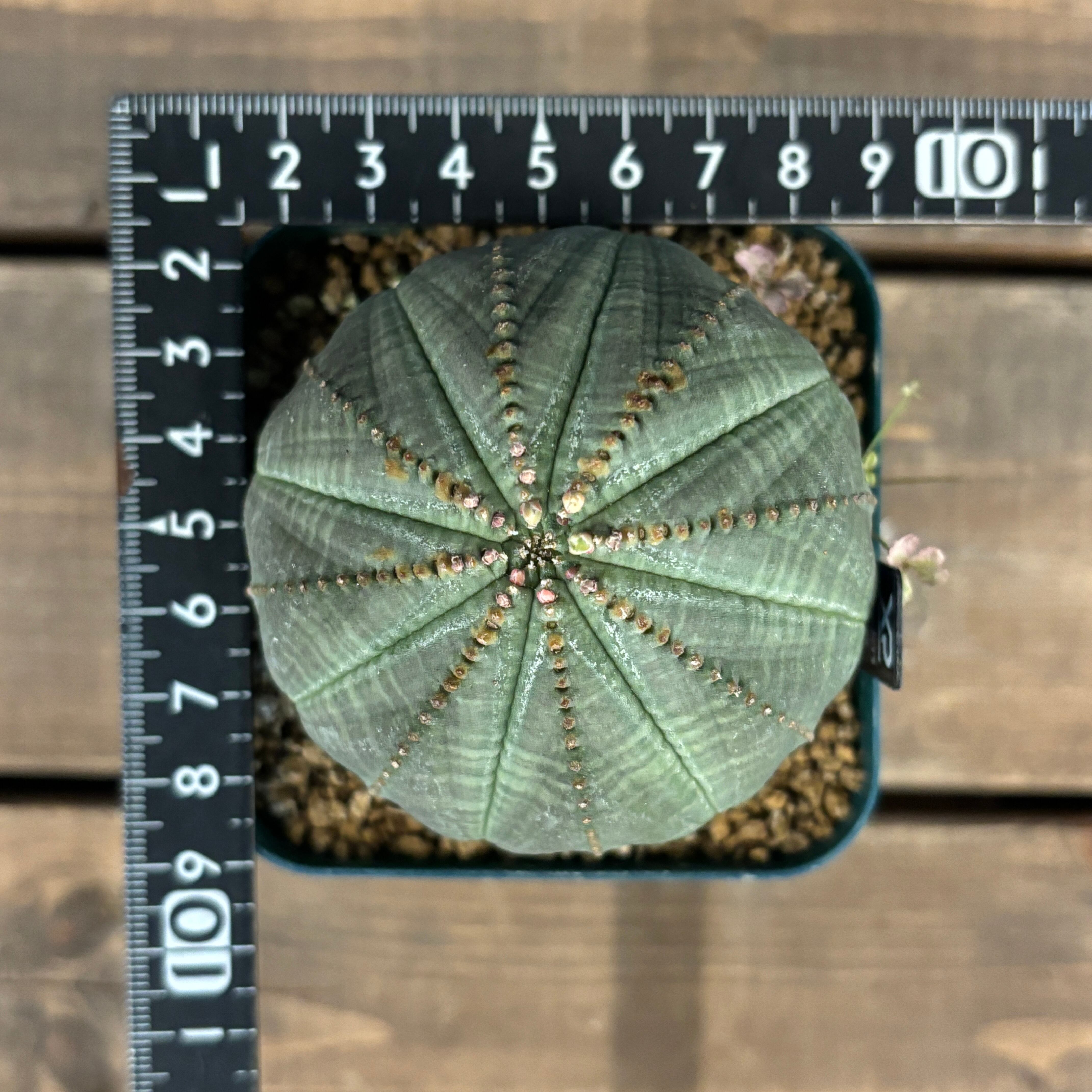 ユーフォルビア オベサ【379】 | PROTOLEAF プロトリーフ