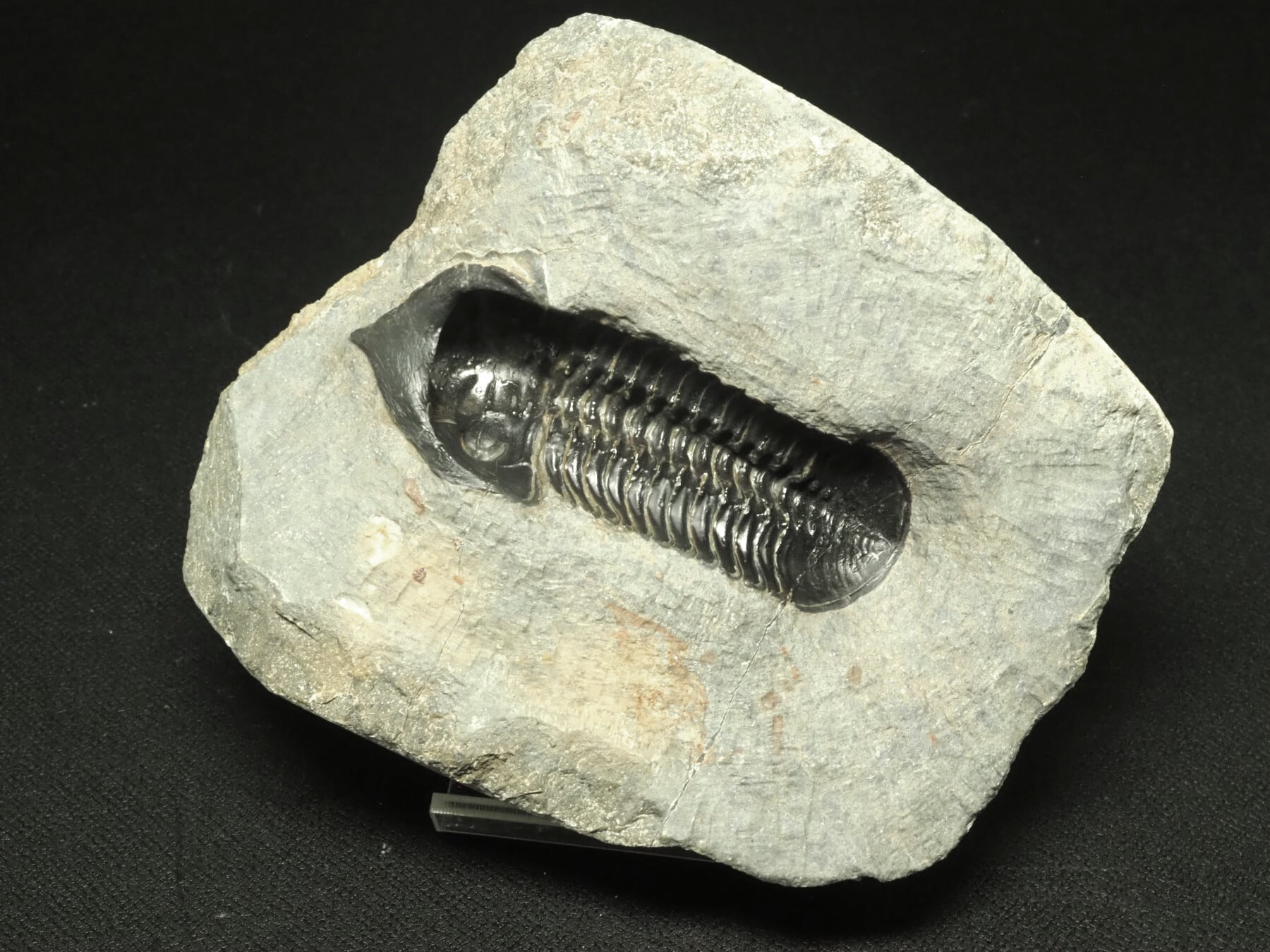 Trilobites / 三葉虫 | 化石・隕石・鉱物の販売 JURASSIC