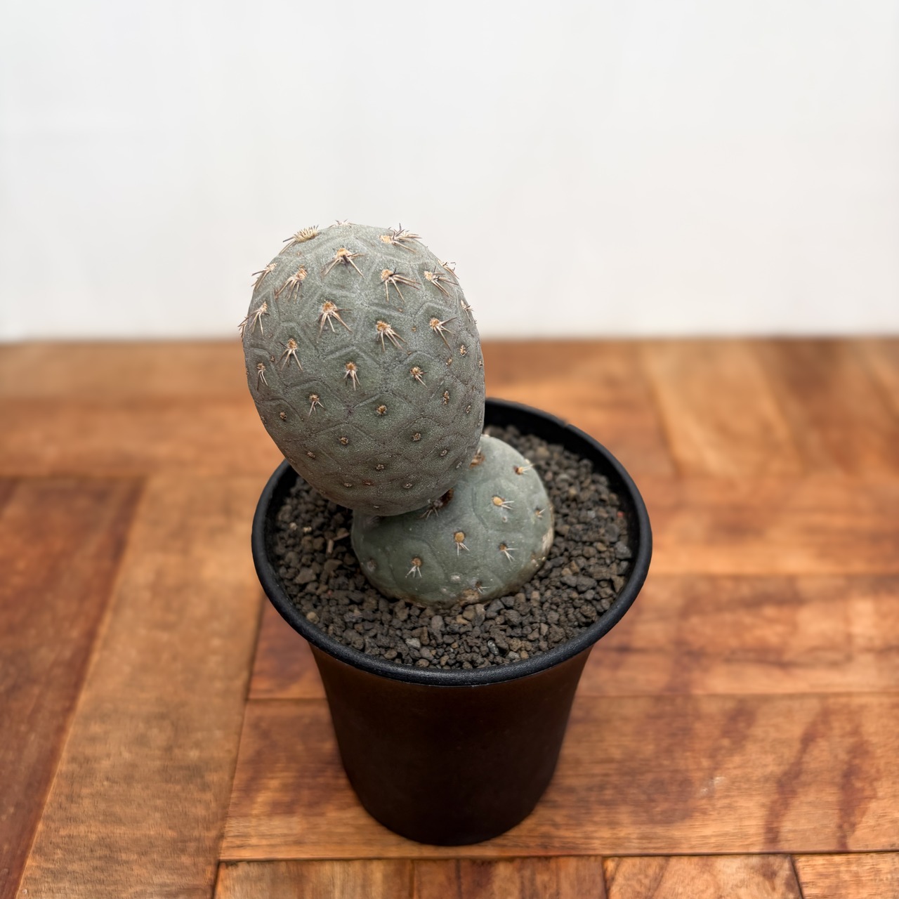 Tephrocactus geometricus【テフロカクタス・ゲオメトリクス】