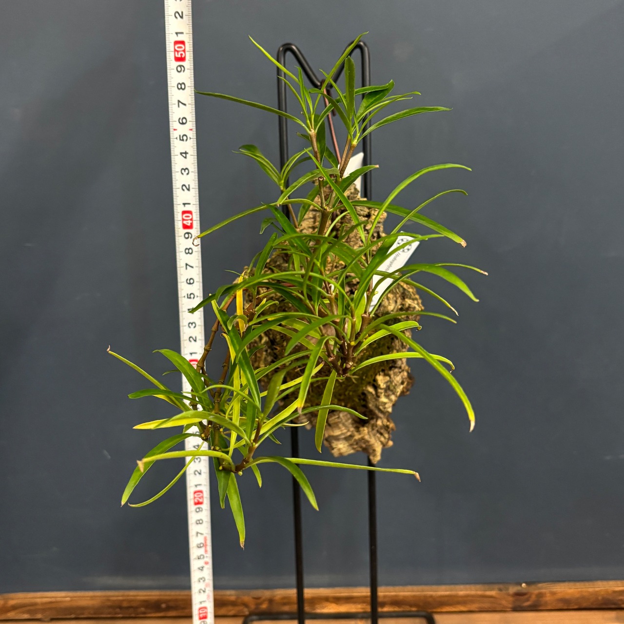 Hydnophytum puffii【367】