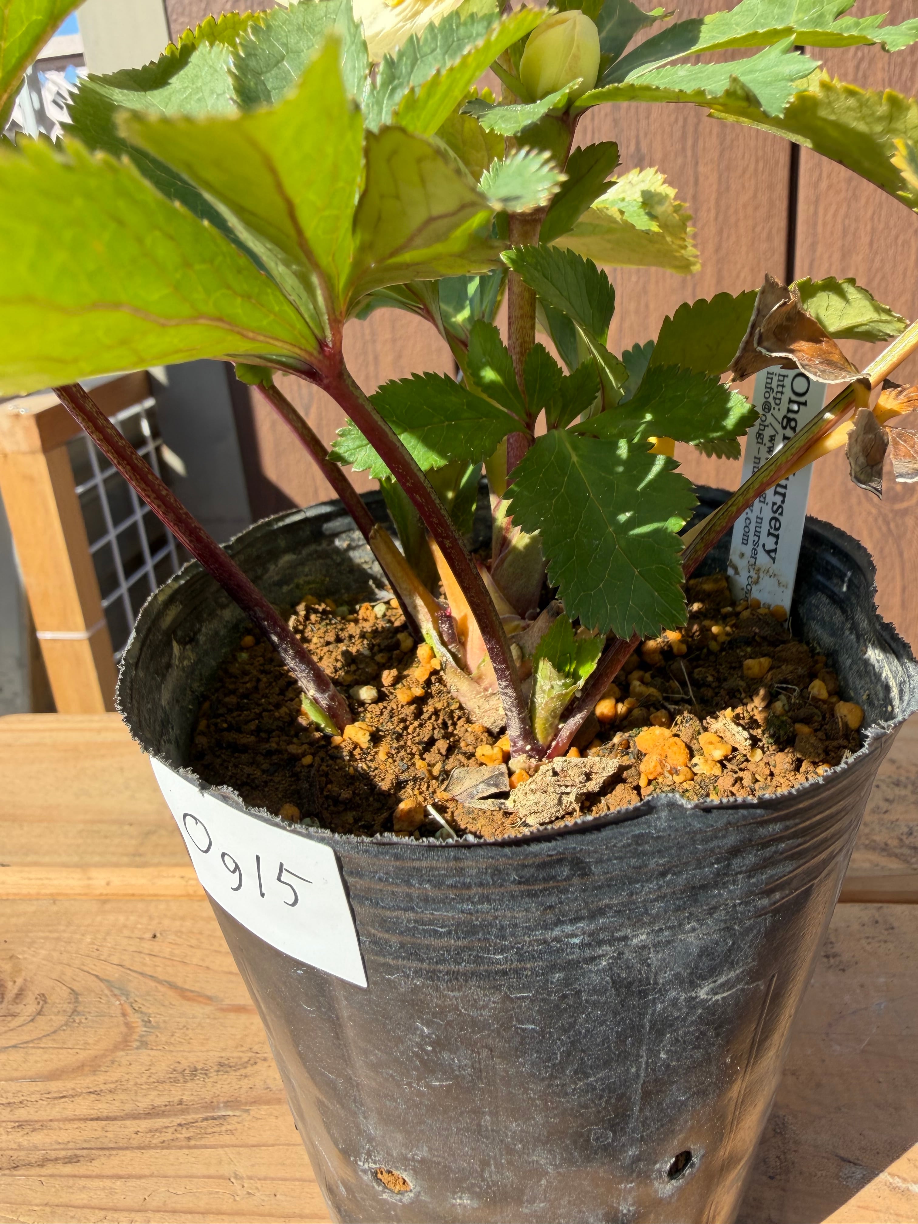 デュメ系オーレアsd 大木ナーサリー クリスマスローズ【Og15】送料無料