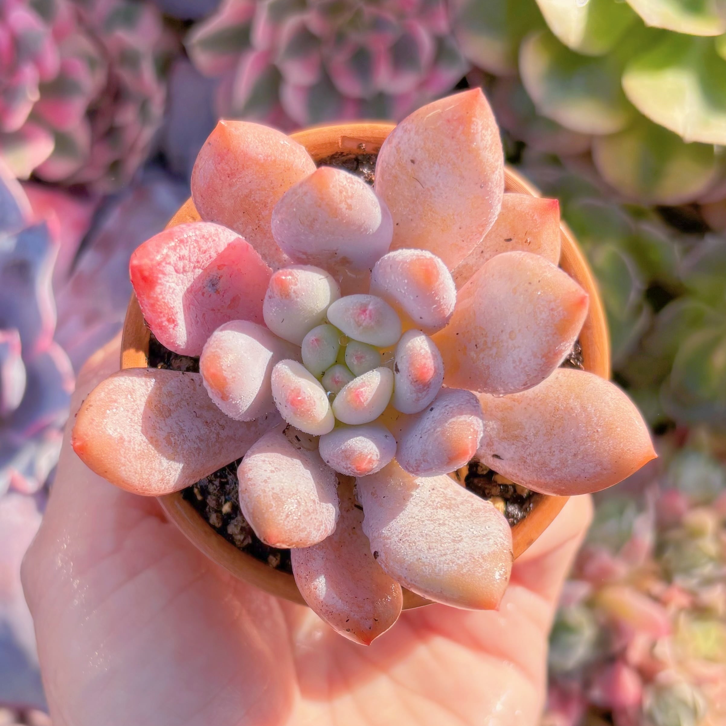 現品　半夏#F044   古株　るる農園