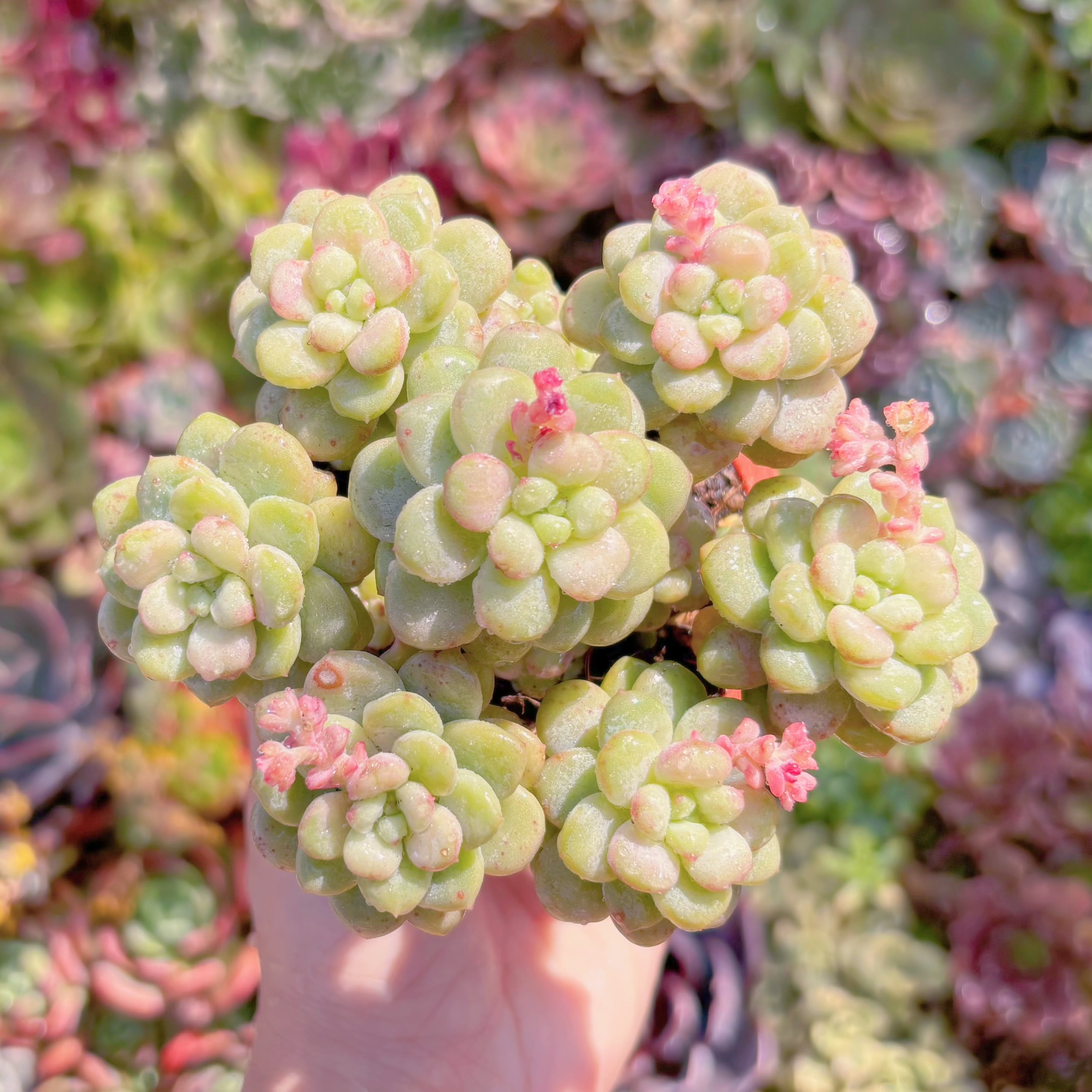 多肉植物　サンシャインローズ(7苗)　新入荷　るる農園