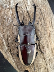 【WF3】《ビソンノコギリ ニューギニア亜種 68mm ペア》