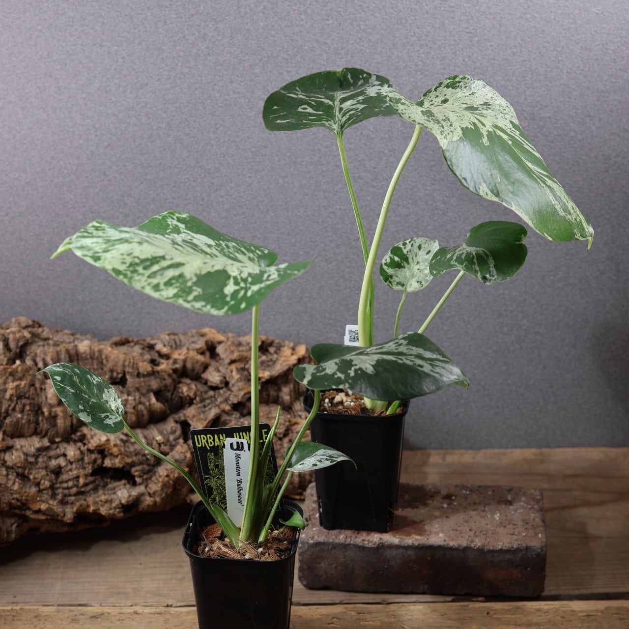 774『urban jungle モンステラ デリシオーサ 'Bulbasaur'』観葉植物