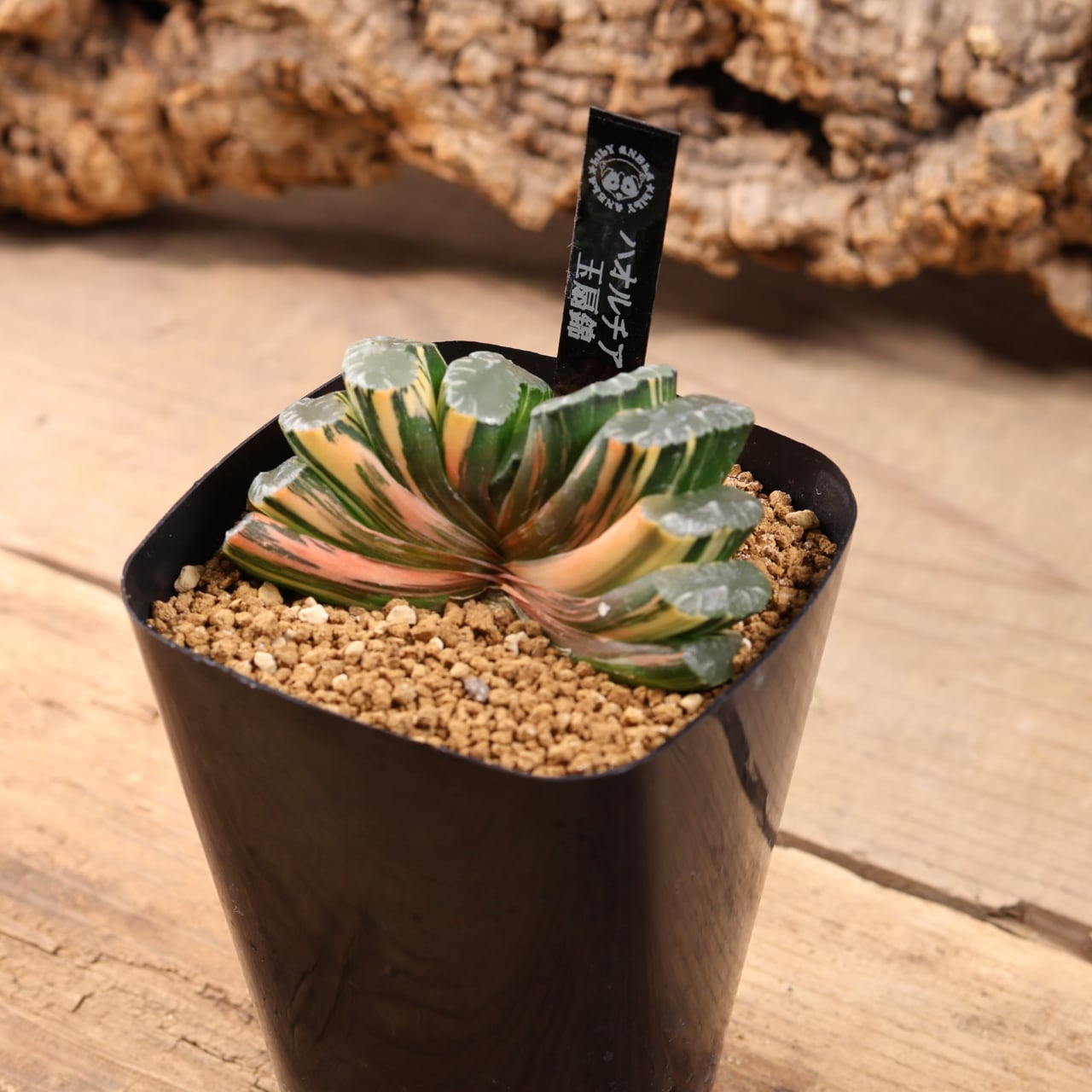 721『ハオルチア 玉扇錦』観葉植物【送料無料】 | MARX PLANTS | 観葉