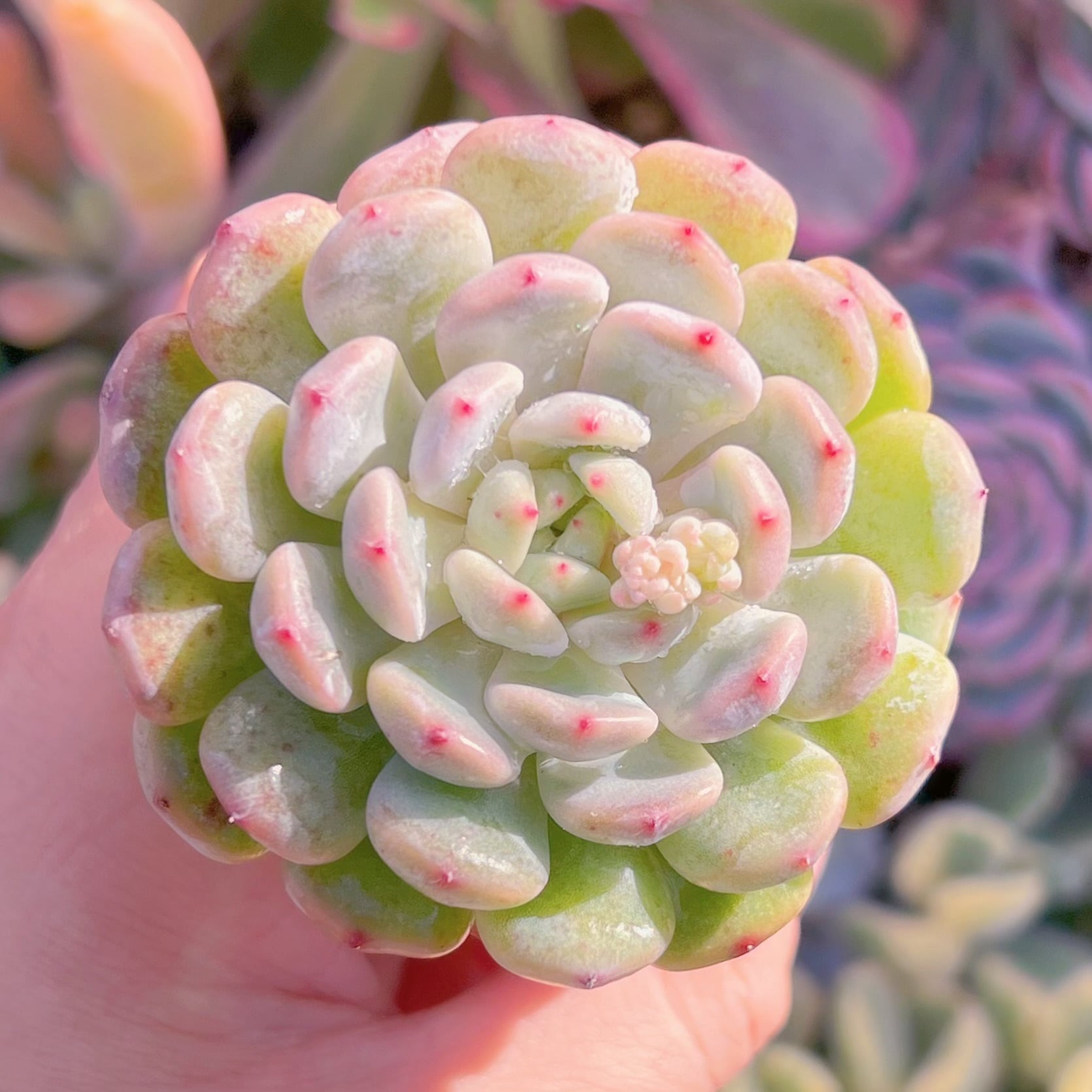 多肉植物　雪爪　新入荷　るる農園