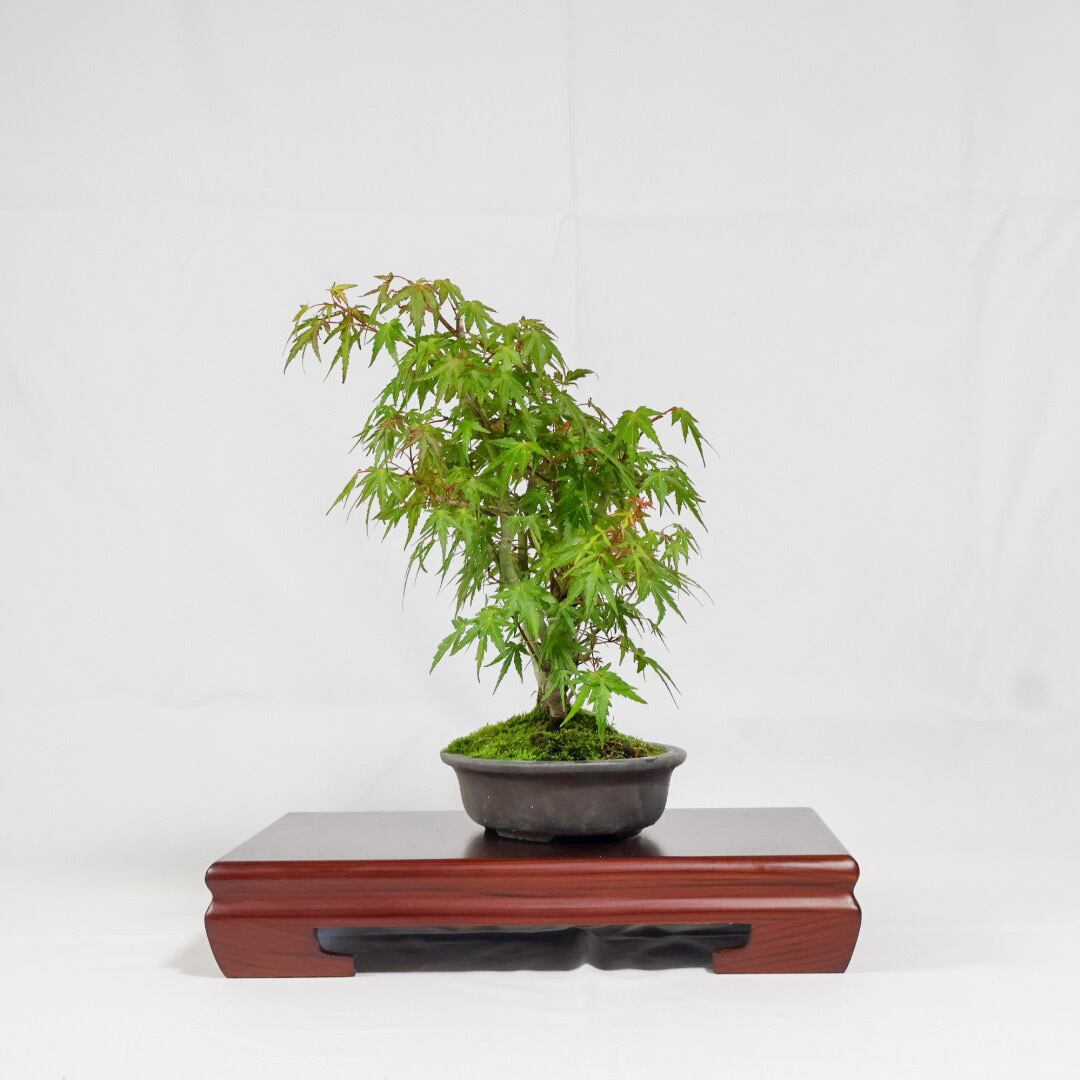 清姫もみじ盆栽（KM-003） | 和の暮らし盆栽店 | 公式オンラインショップ