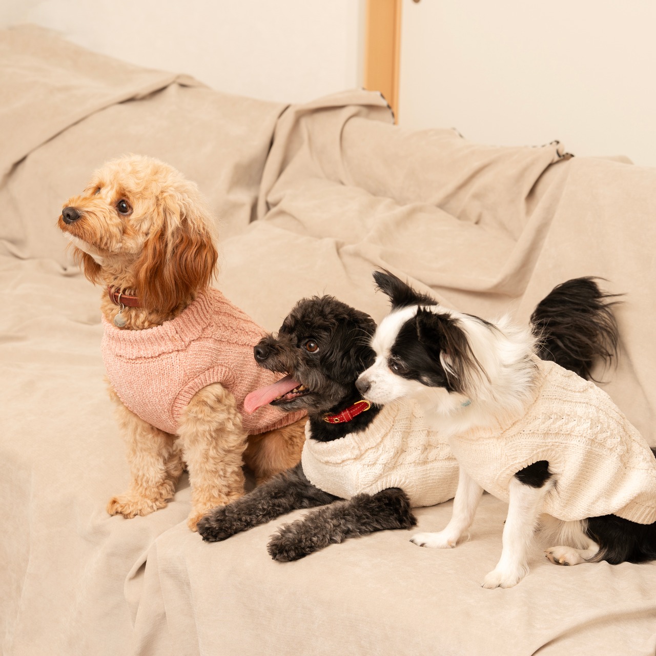 TOREOTTO38 DOG KNITVEST / WHITE