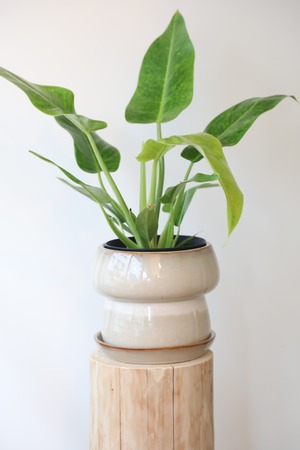 フィロデンドロン カルキンスゴールド/Philodendron ※陶器鉢カバー付き