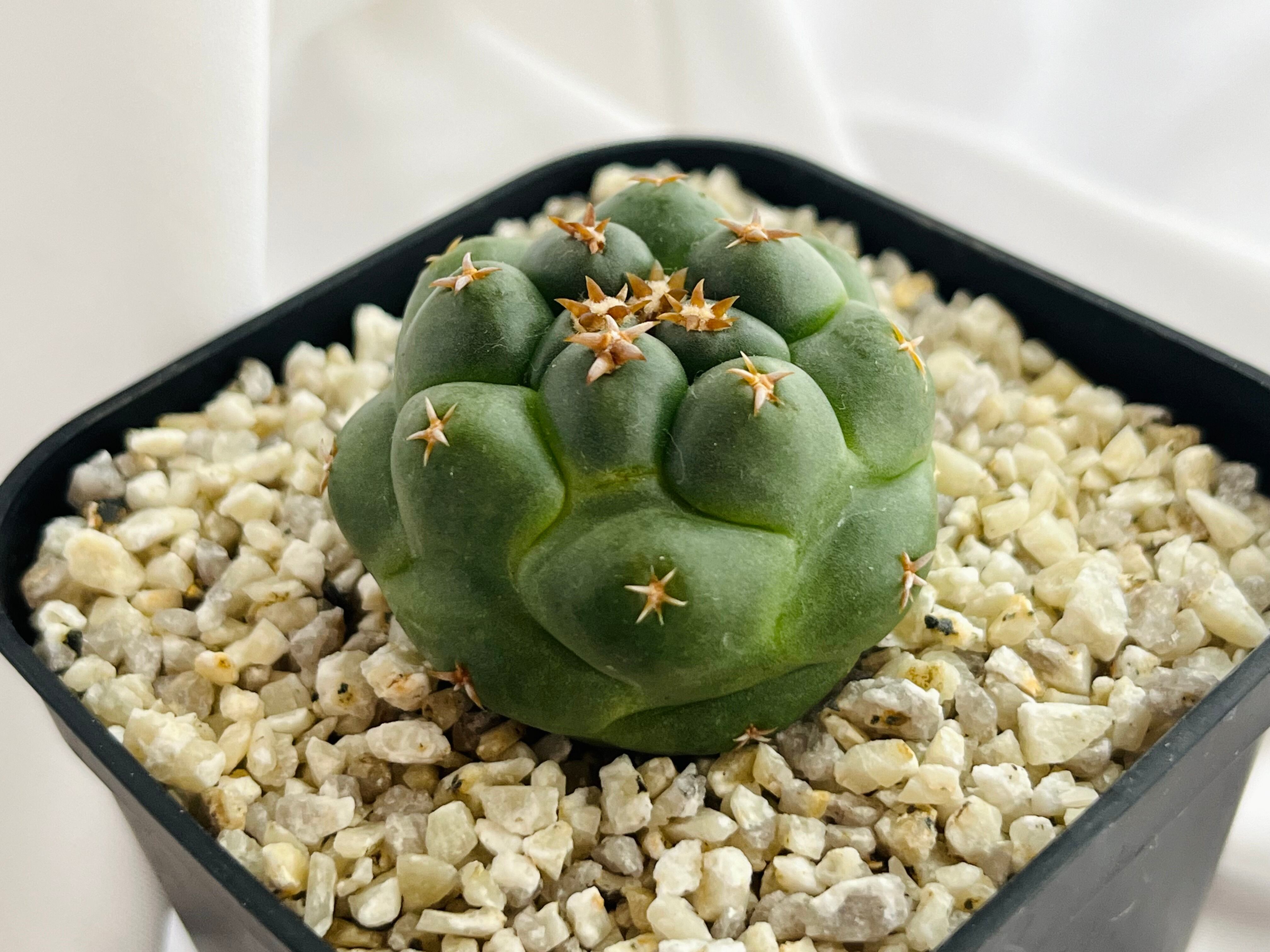 Coryphantha elephantidens コリファンタ 短刺象牙丸 サボテン