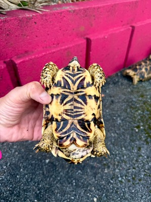 インドホシガメ
