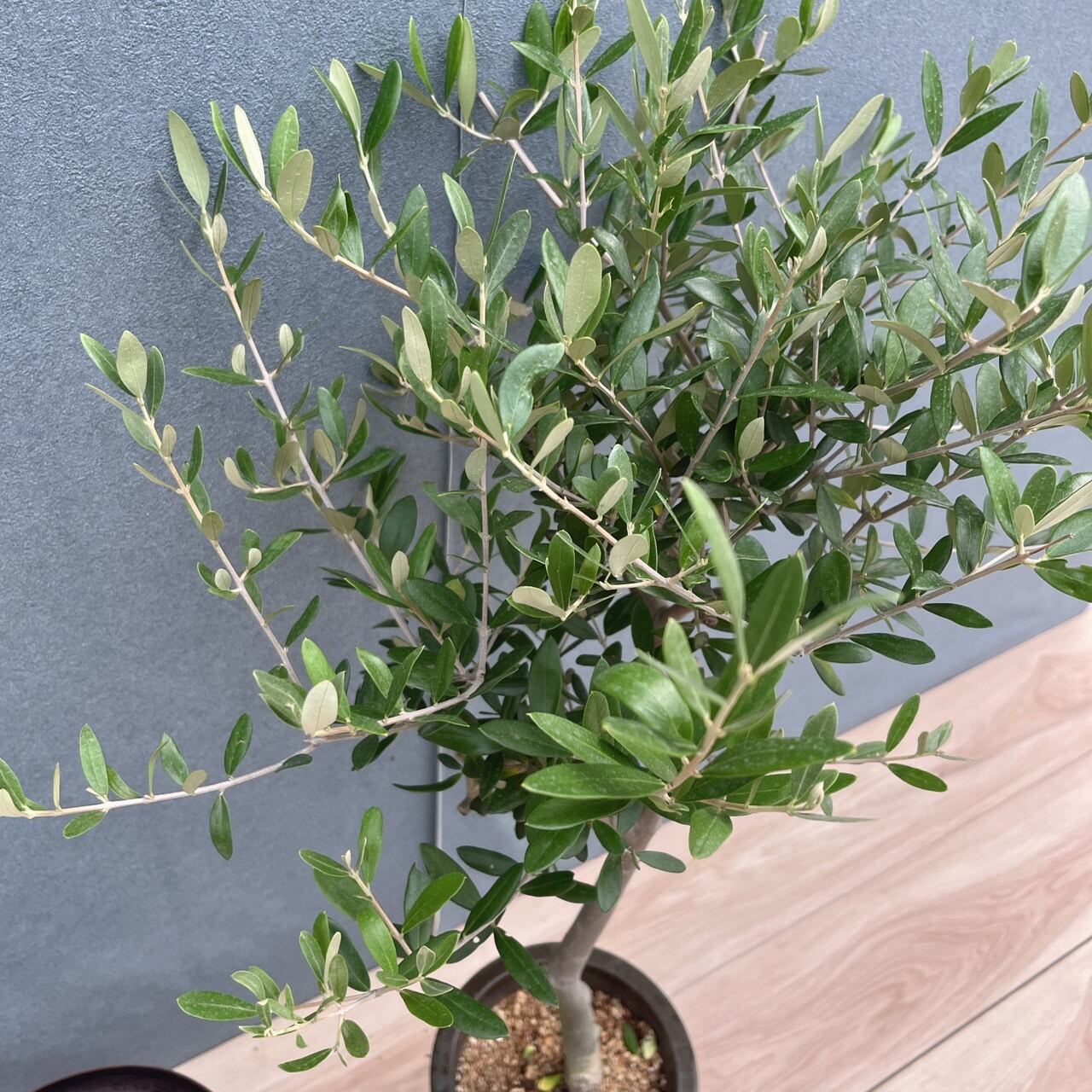 現品　創樹　オリーブの木　オリーブ　ルッカ　9番　観葉植物　野外　SOUJU 現品］9番 創樹 オリーブ ルッカ 6号 観葉植物 屋外 オリーブの木