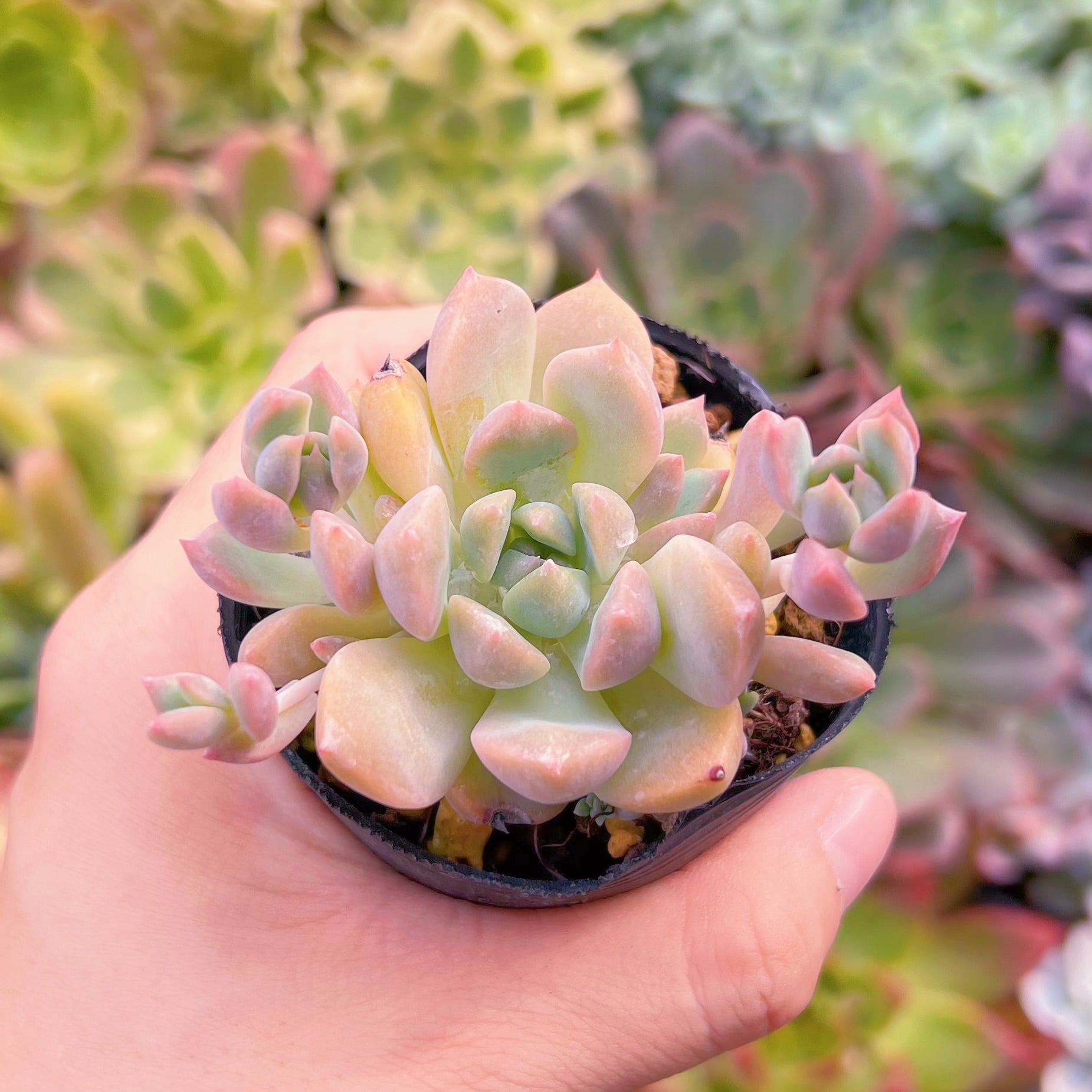 多肉植物 フロストフラワー るる農園 | るる農園~多肉植物専門
