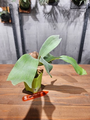 P.willinckii Bogor Mr.suddan × P.Griffin Sporelings【artPLANTs/PLANTS GARAGE】 ビカクシダ/Platycerium