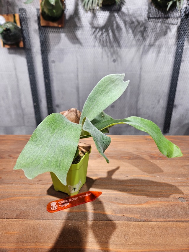 P.willinckii Bogor Mr.suddan × P.Griffin Sporelings【artPLANTs/PLANTS GARAGE】 ビカクシダ/Platycerium