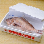 みやび鯛【まるごと1尾セット】
