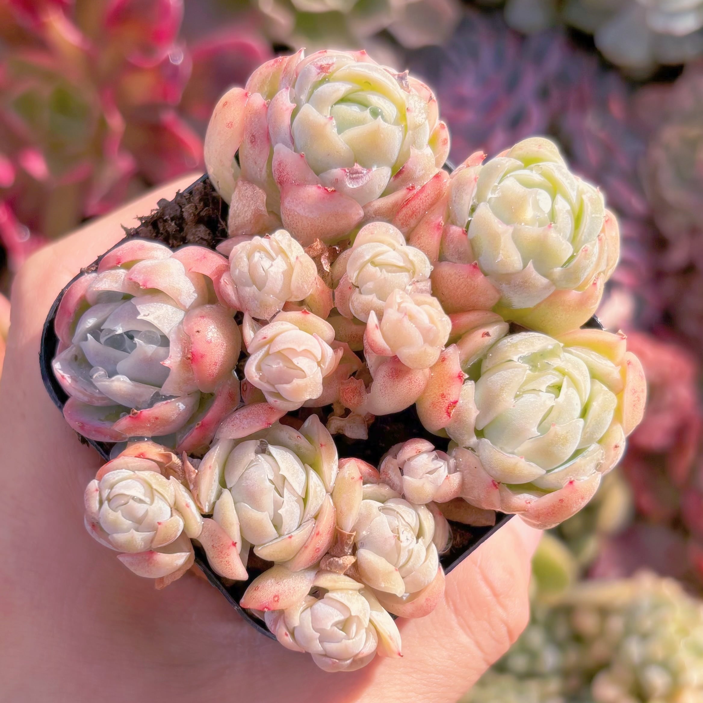 現品　クリームベリー#1800　るる農園