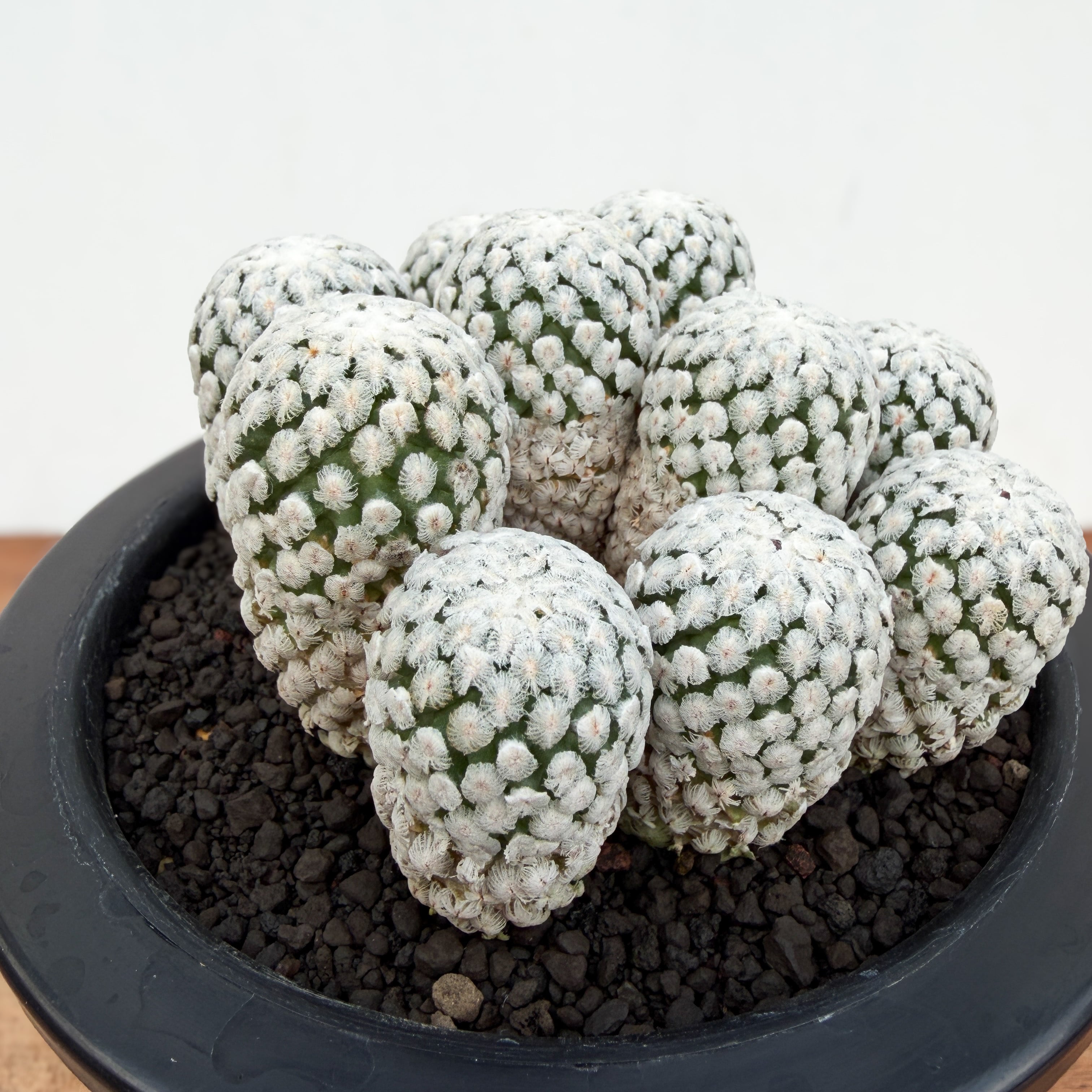 Turbinicarpus valdezianus【ツルビニカルプス・バラ丸】 | RIMO'S