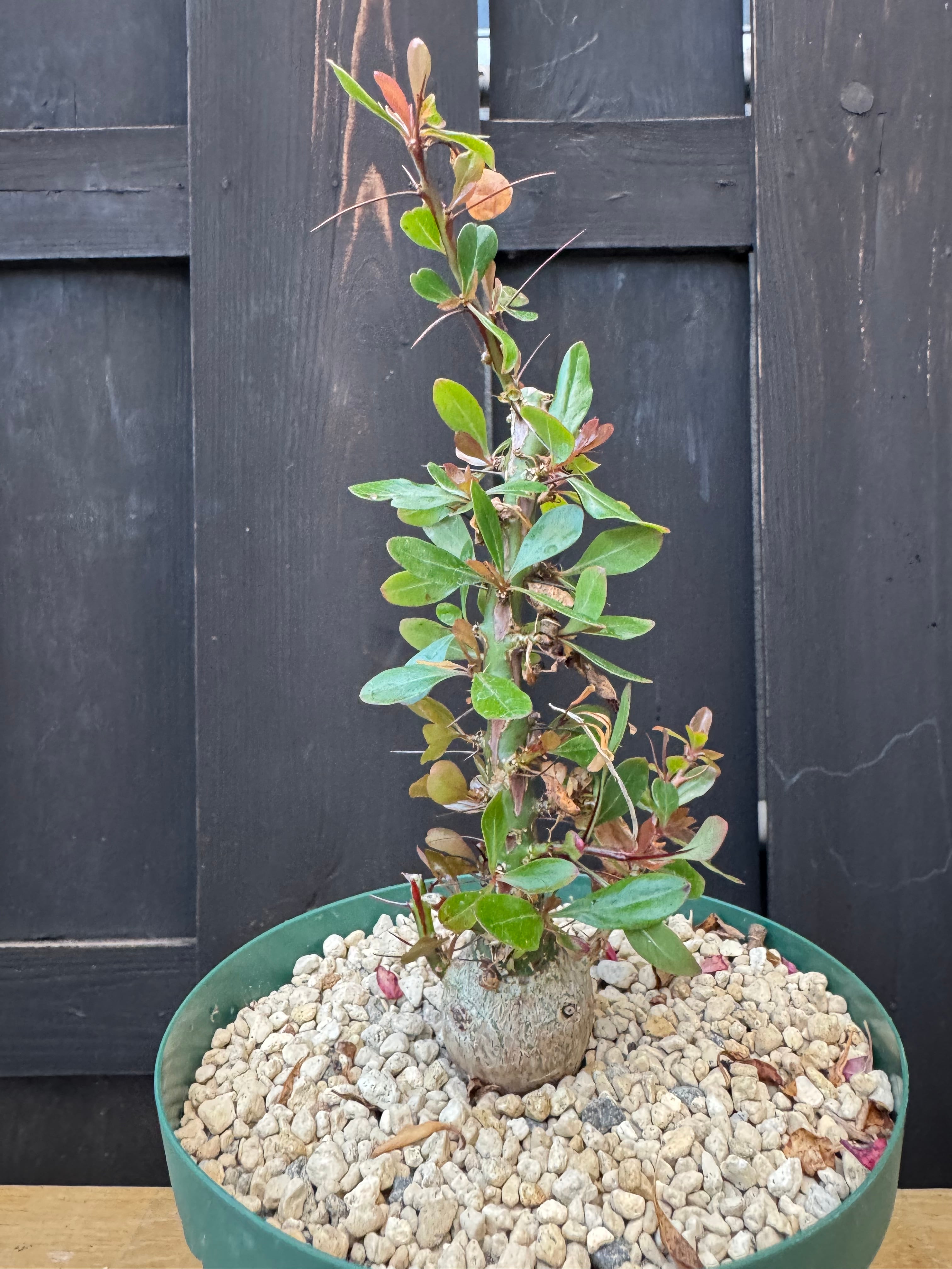 ふ*ぎ様 フォークイエリア ファシクラータ 実生　aobouzu 新着】Fouquieria fasciculata 【抜群の塊根部・選抜実生苗】フォーク