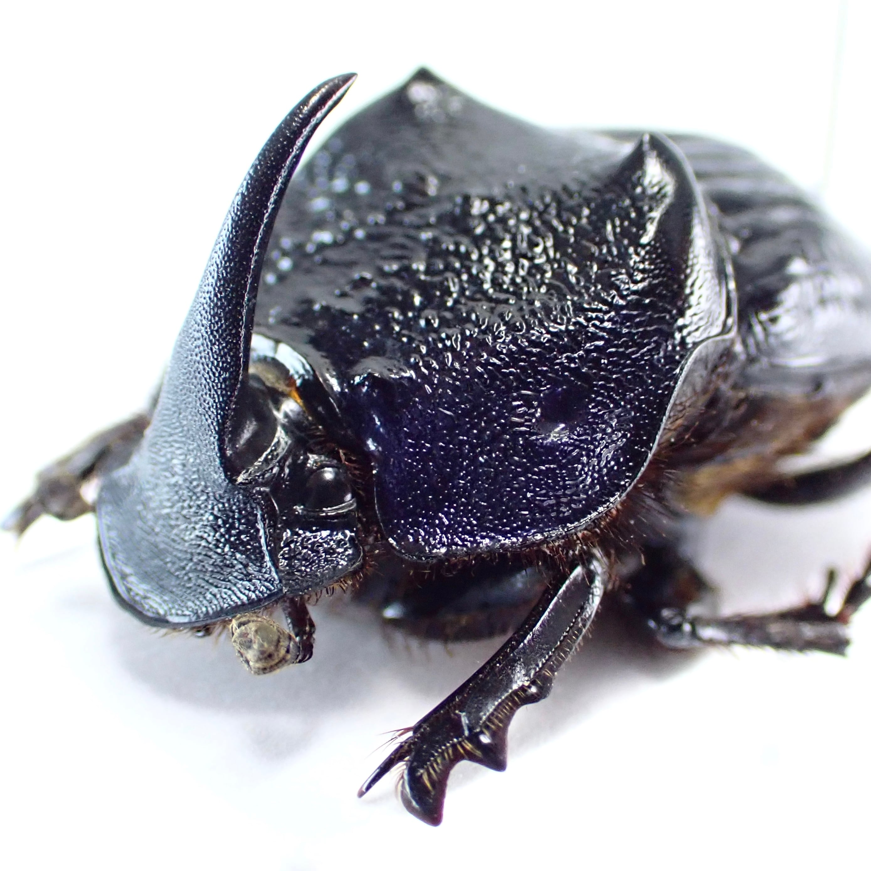 メキシコ産 Phanaeus blackalleri ♂♀ 20mm/22mm | 昆虫標本 メキシコ産 Phanaeus blackalleri ♂♀ 20mm/22mm | 昆虫標本