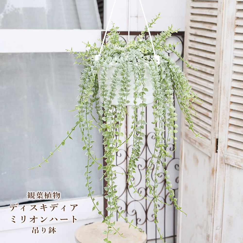 現品販売 観葉植物 ディスキディア ミリオンハート ルスキフォリア 5号