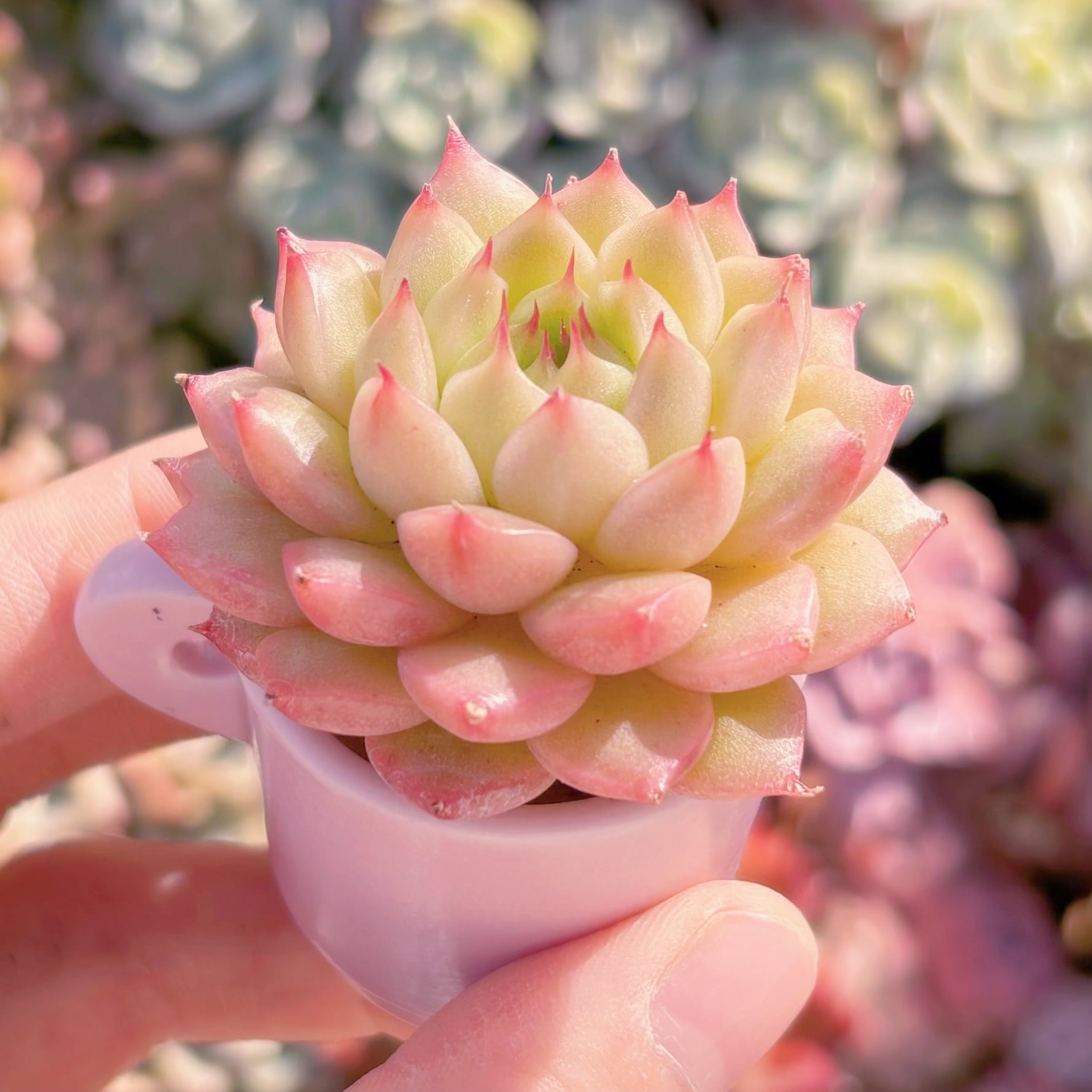 多肉植物 松の実 新入荷 るる農園 | るる農園~多肉植物専門