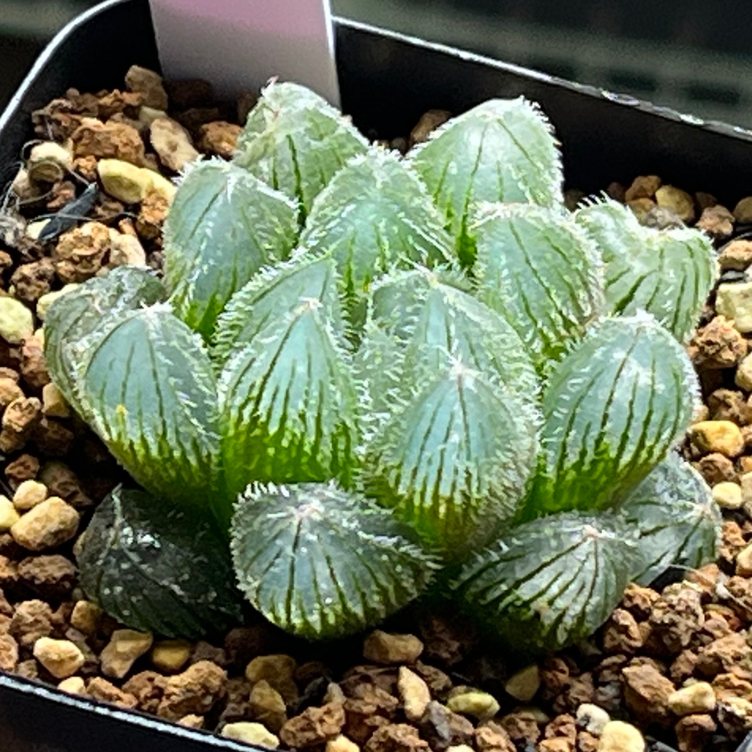 ハオルチア スターズフェアリー | mocono_plants