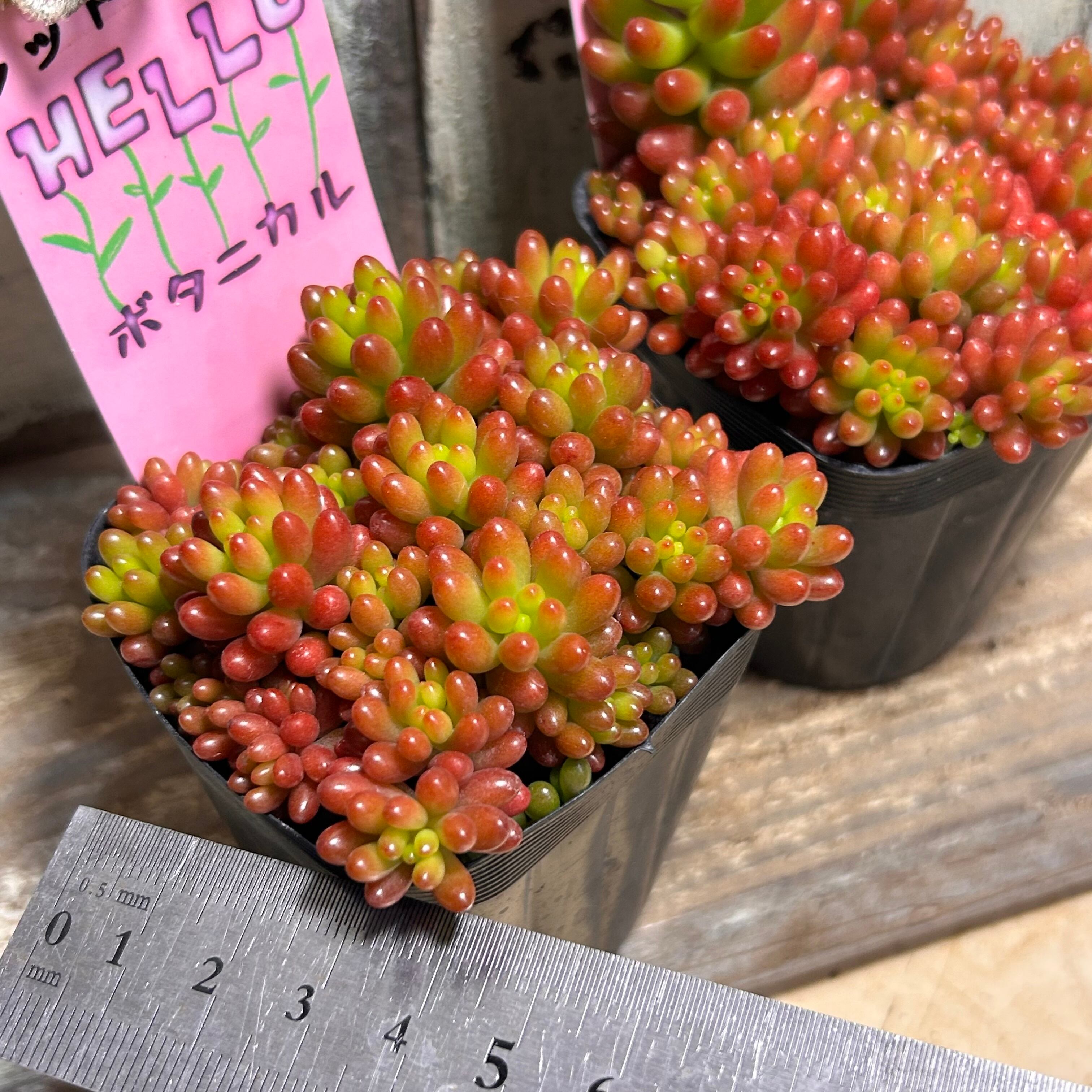 レッドベリー | RuPo 多肉植物専門店