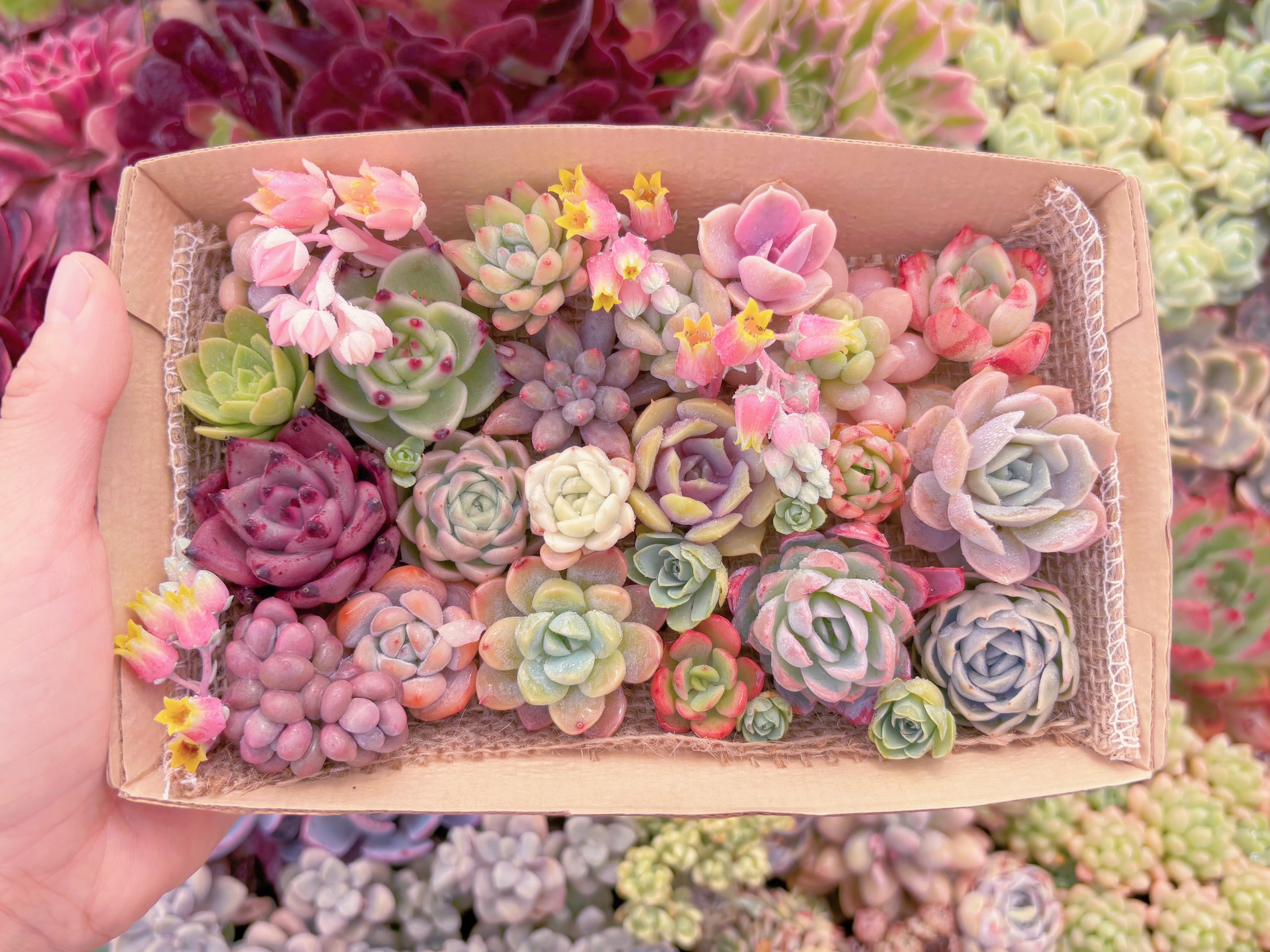 現品　寄せ植えセット#B65　12cmx20cm　るる農園