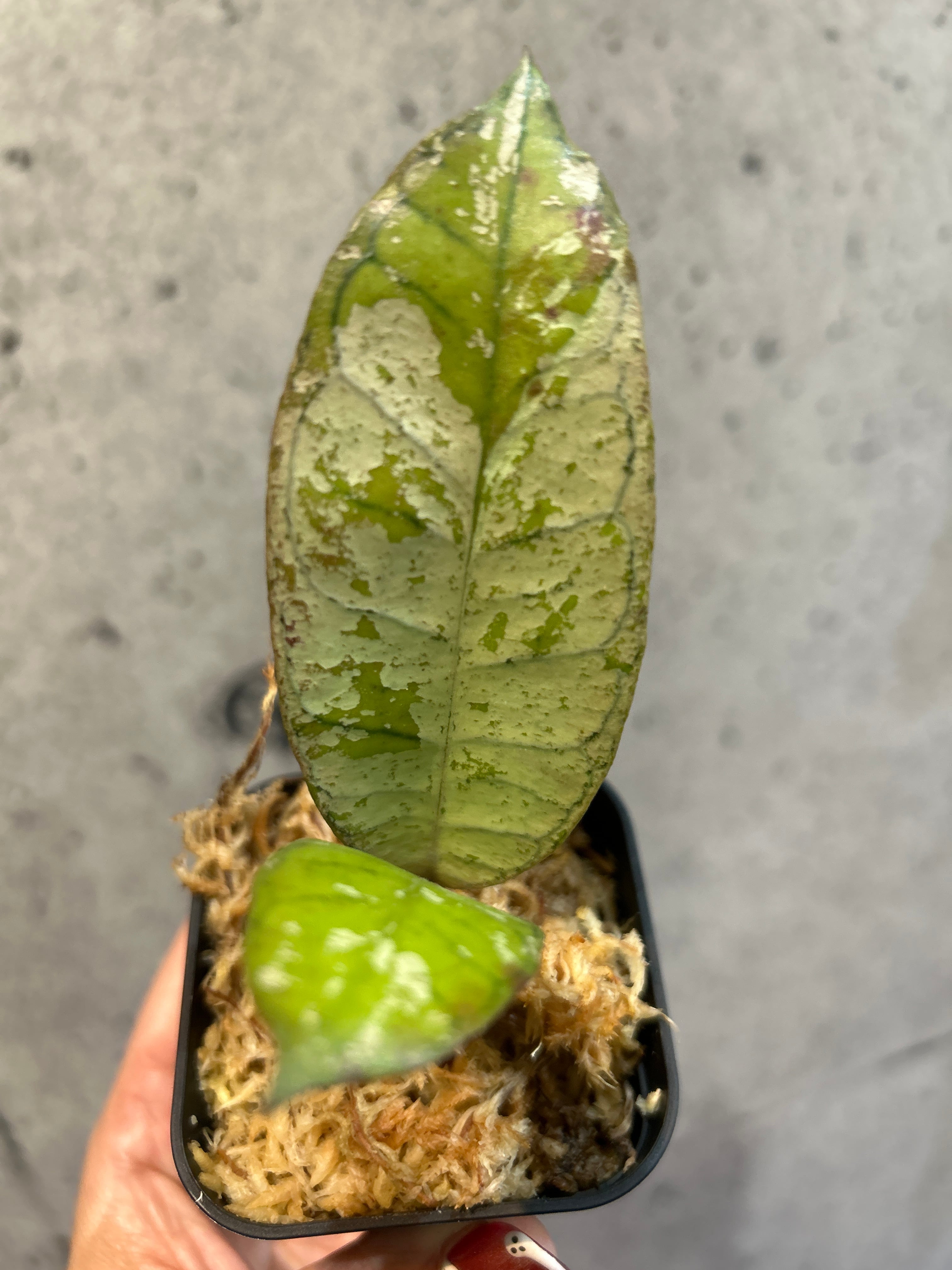 ホヤ　グヌンガディング　ゴースト ホヤ グヌンガディン ゴースト | MIDORIYA 観葉植物専門店