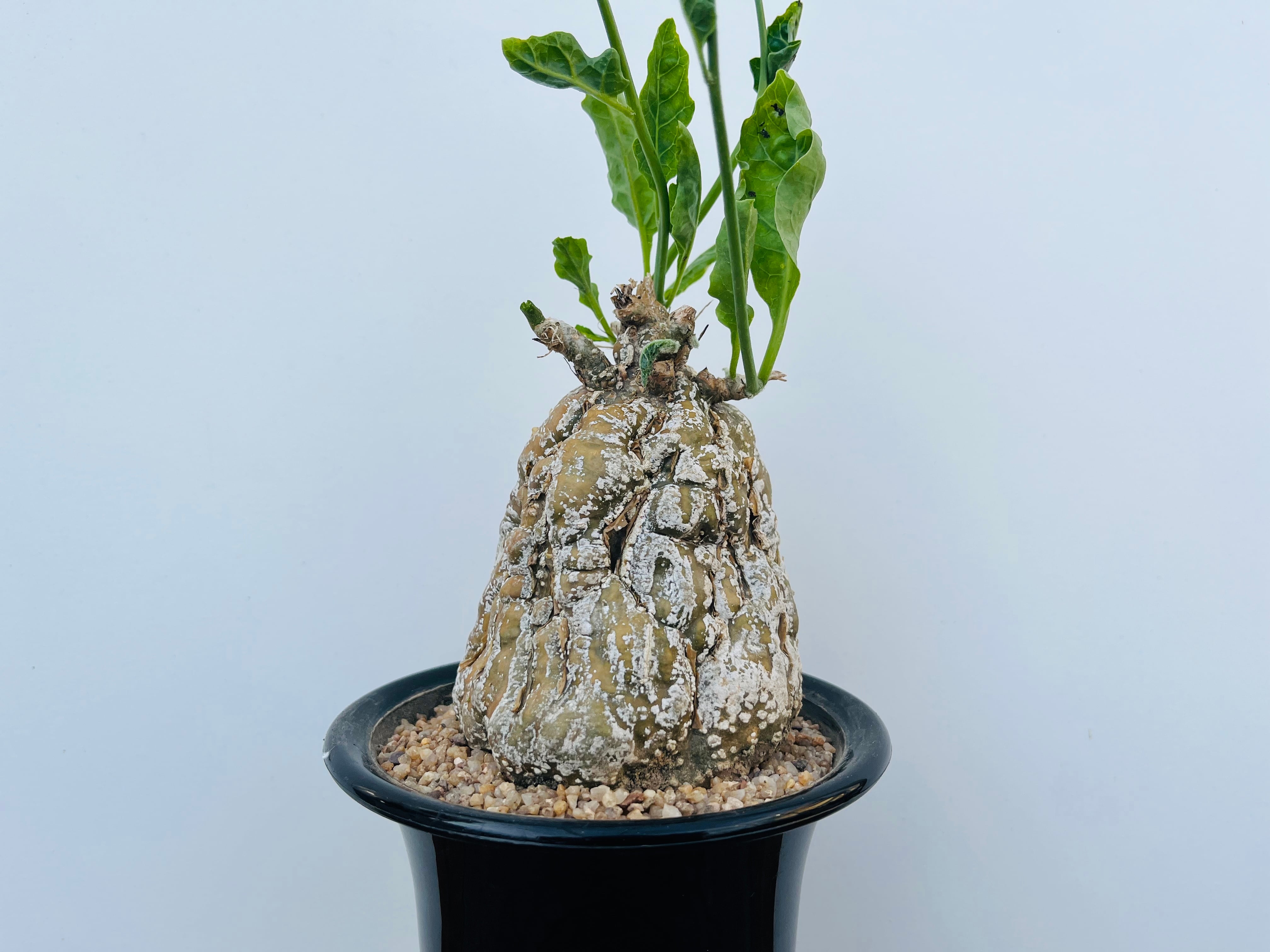 Cephalopentandra ecirrhosa　ケファロペンタンドラ　エキローサ　多肉植物　塊根植物 | plants MARU ー  多肉植物・サボテン・園芸グッズのお店 ー powered by BASE