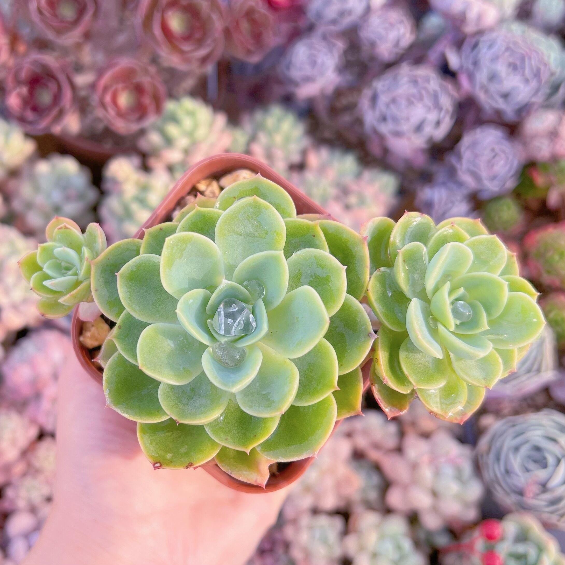 現品　メロン#281　るる農園