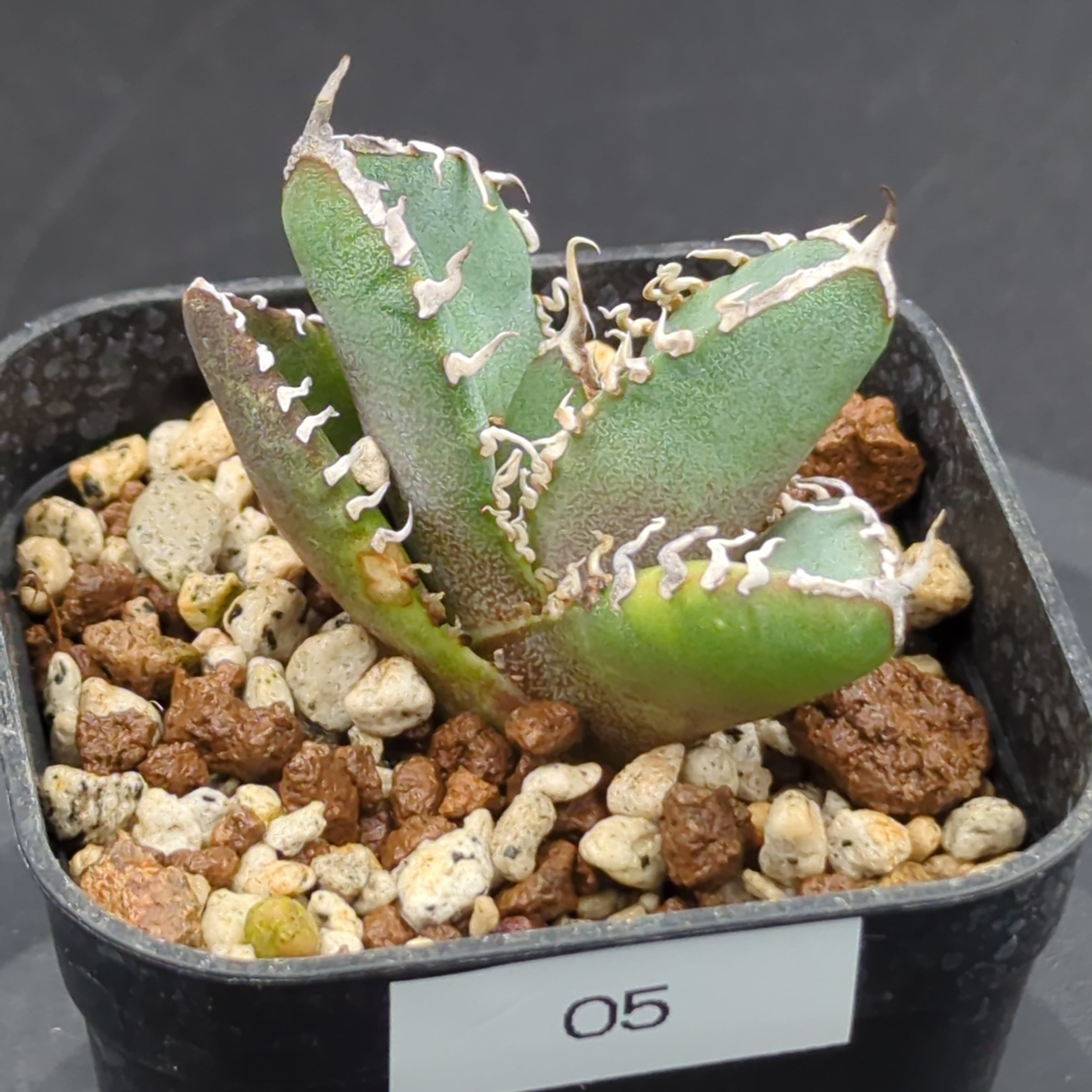 アガベ チタノタ 南アフリカダイヤモンド SAD 子株（Agave titanota