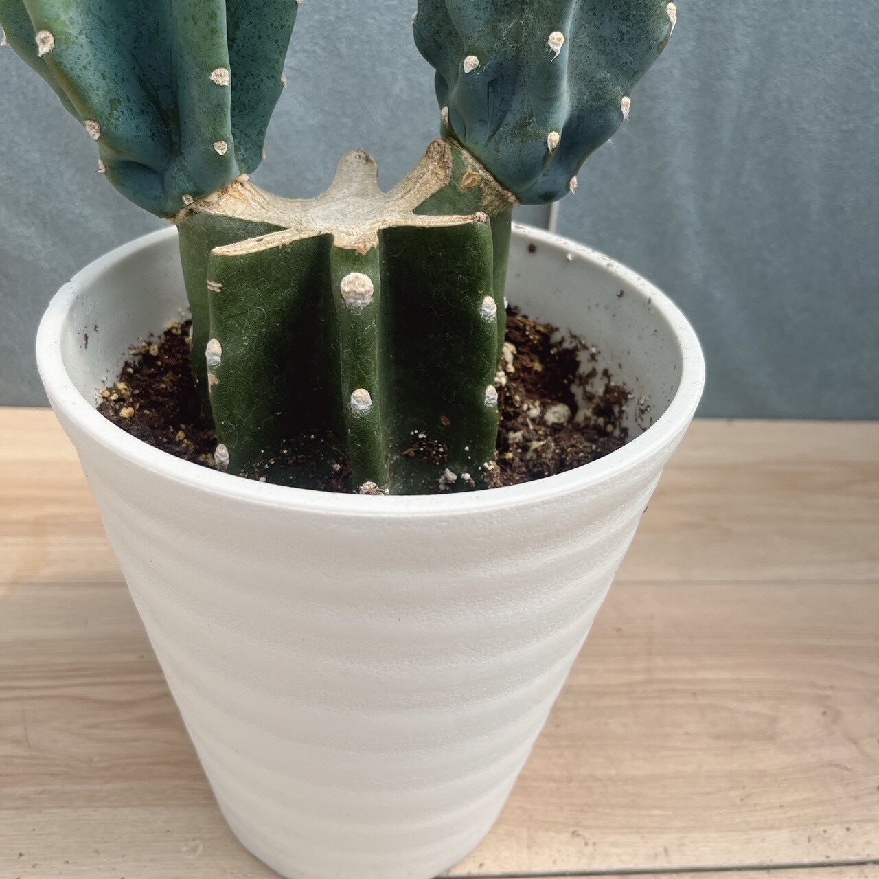 現品］☆人気☆ 34番 柱サボテン 鬼面角 ブランチ 6号 観葉植物 室内