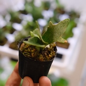 P.willinckii 'Bacteria' / ビカクシダ ウィリンキー バクテリア