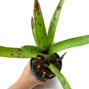 ネオレゲリア マルティネリィ【574】