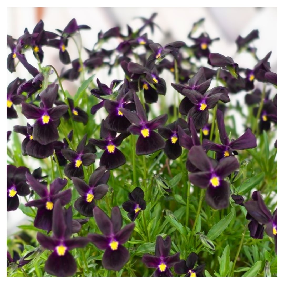 ビオラ:黒すずめ(3.5号)ゲブラナガトヨ オリジナルビオラ 寄せ植え 冬の花 花壇 寄せ植え